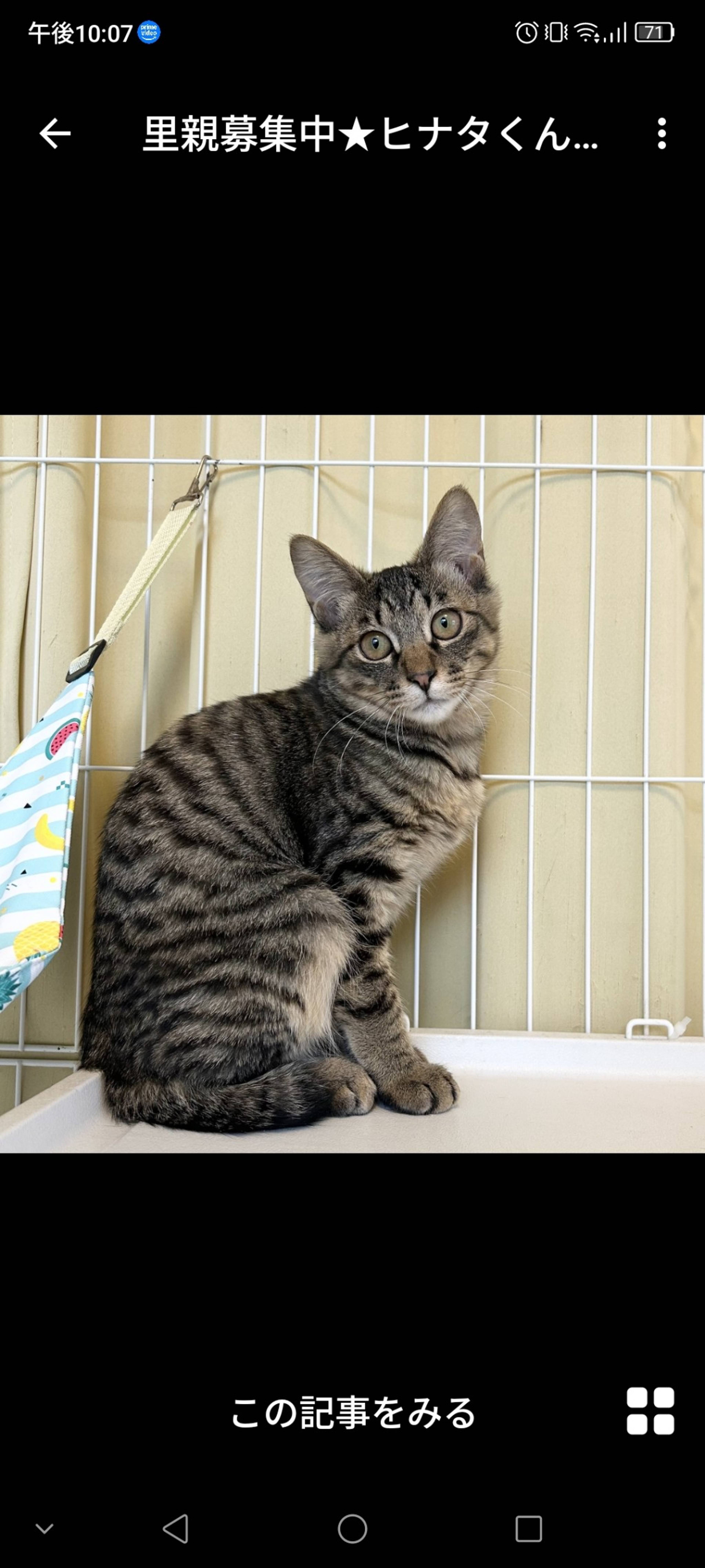 雑種（ミックス猫）・オスの里親募集の写真