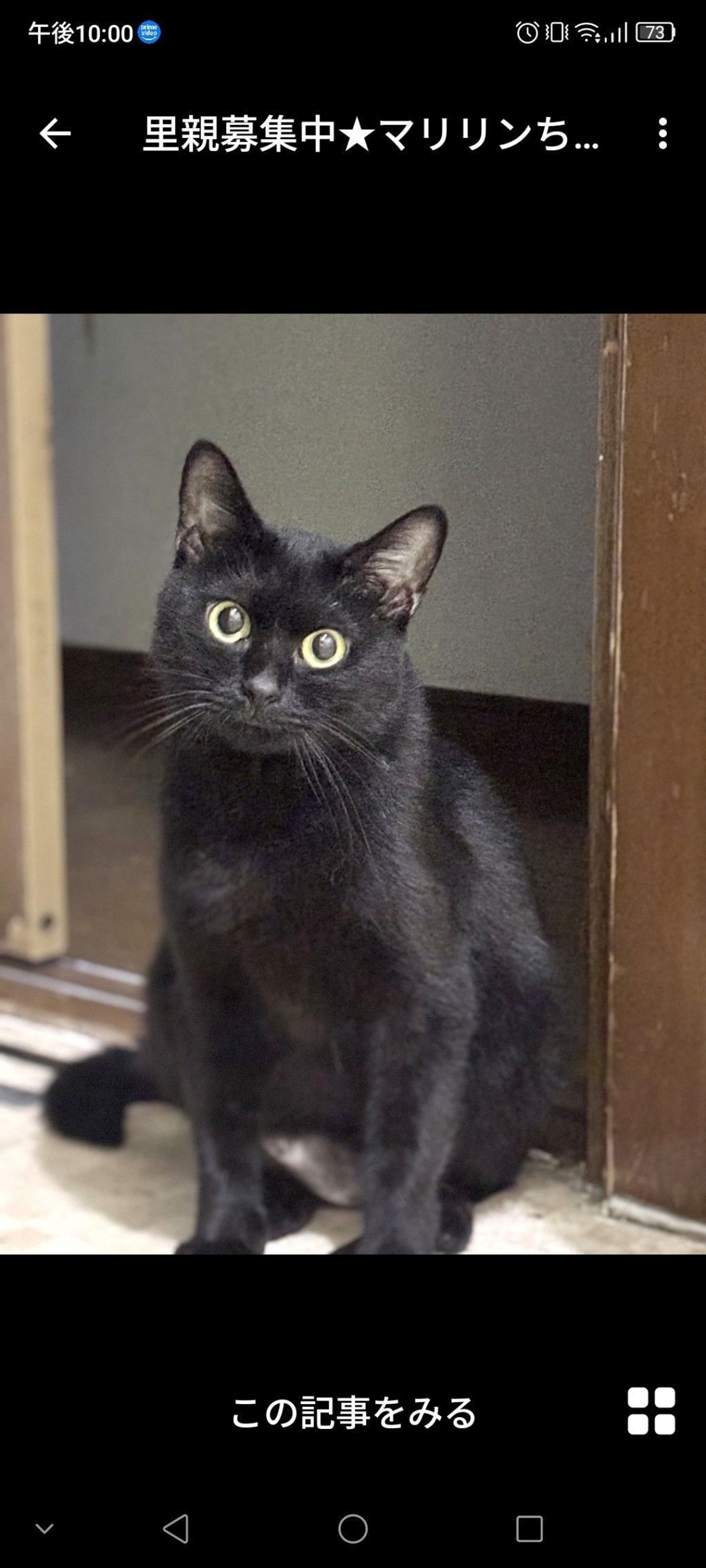 雑種（ミックス猫）・メスの里親募集の写真