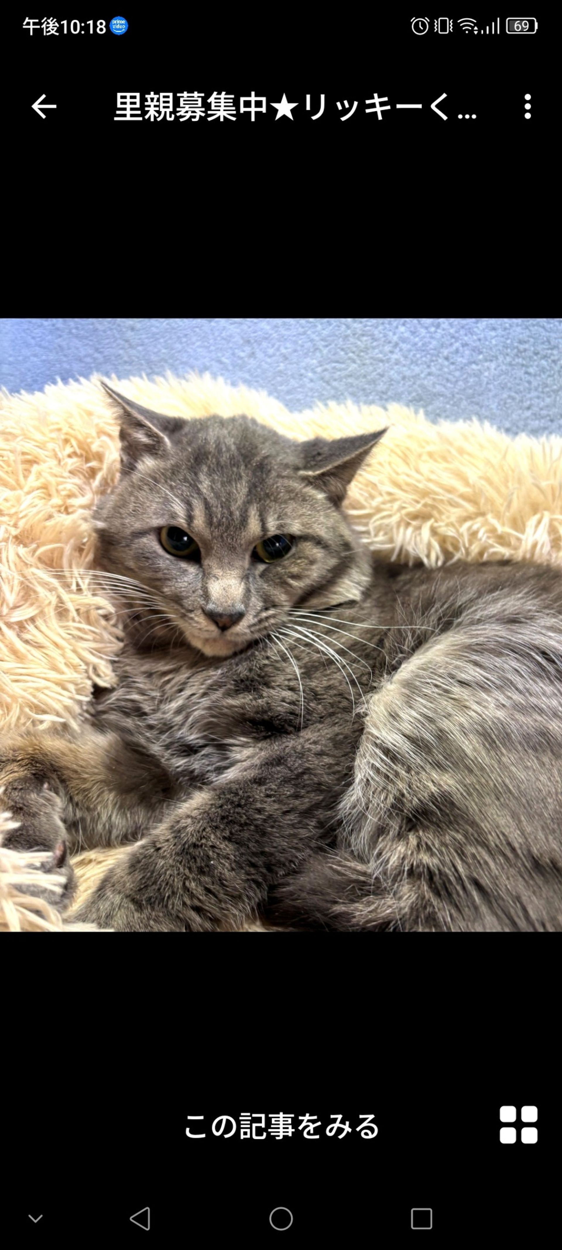 雑種（ミックス猫）・オスの里親募集の写真
