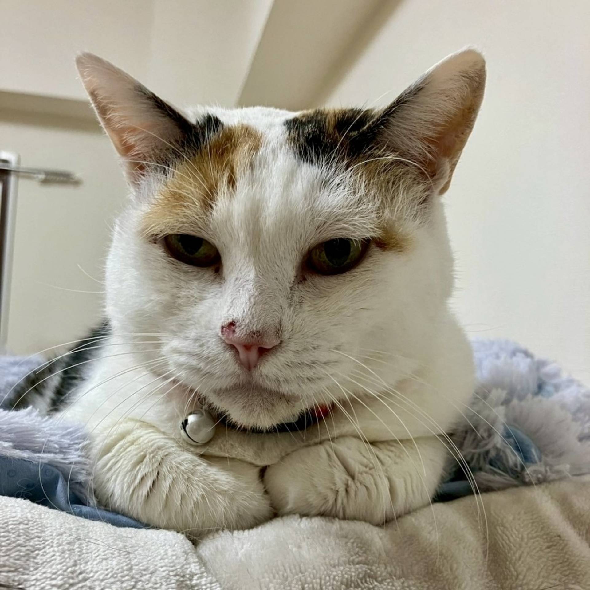雑種（ミックス猫）・メスの里親募集の写真