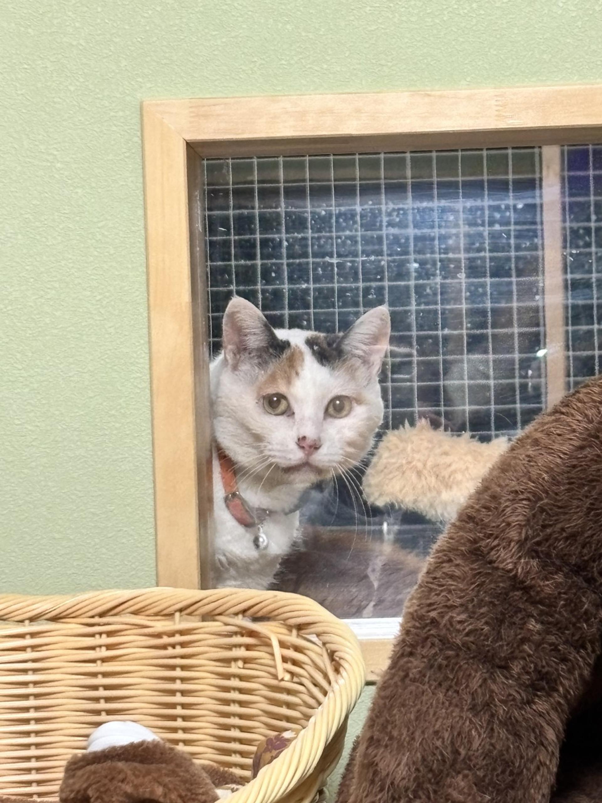 pet-image-4