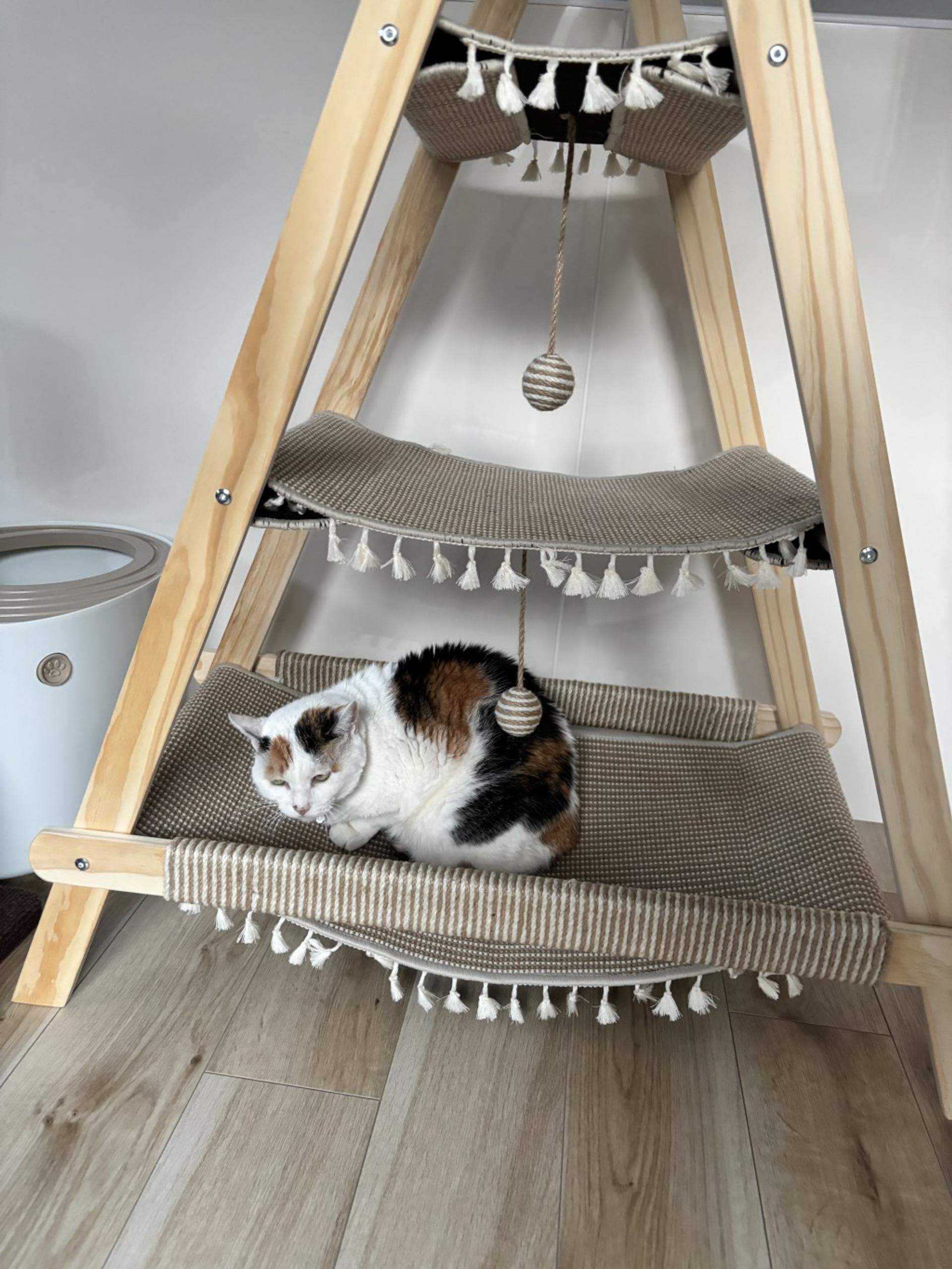 pet-image-5
