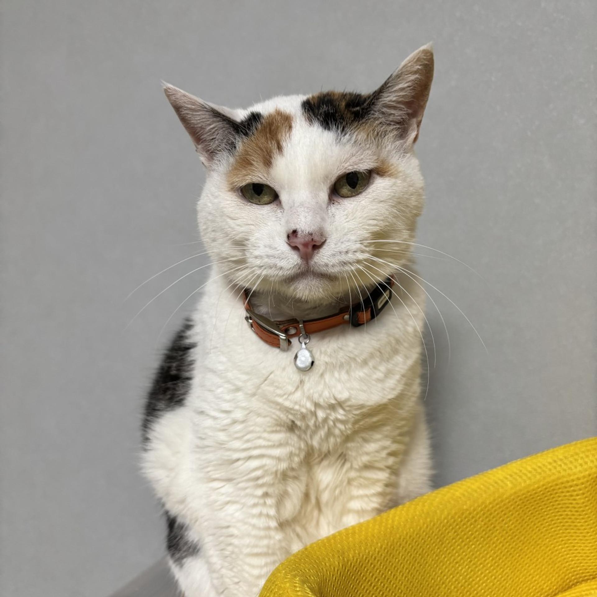 pet-image-6