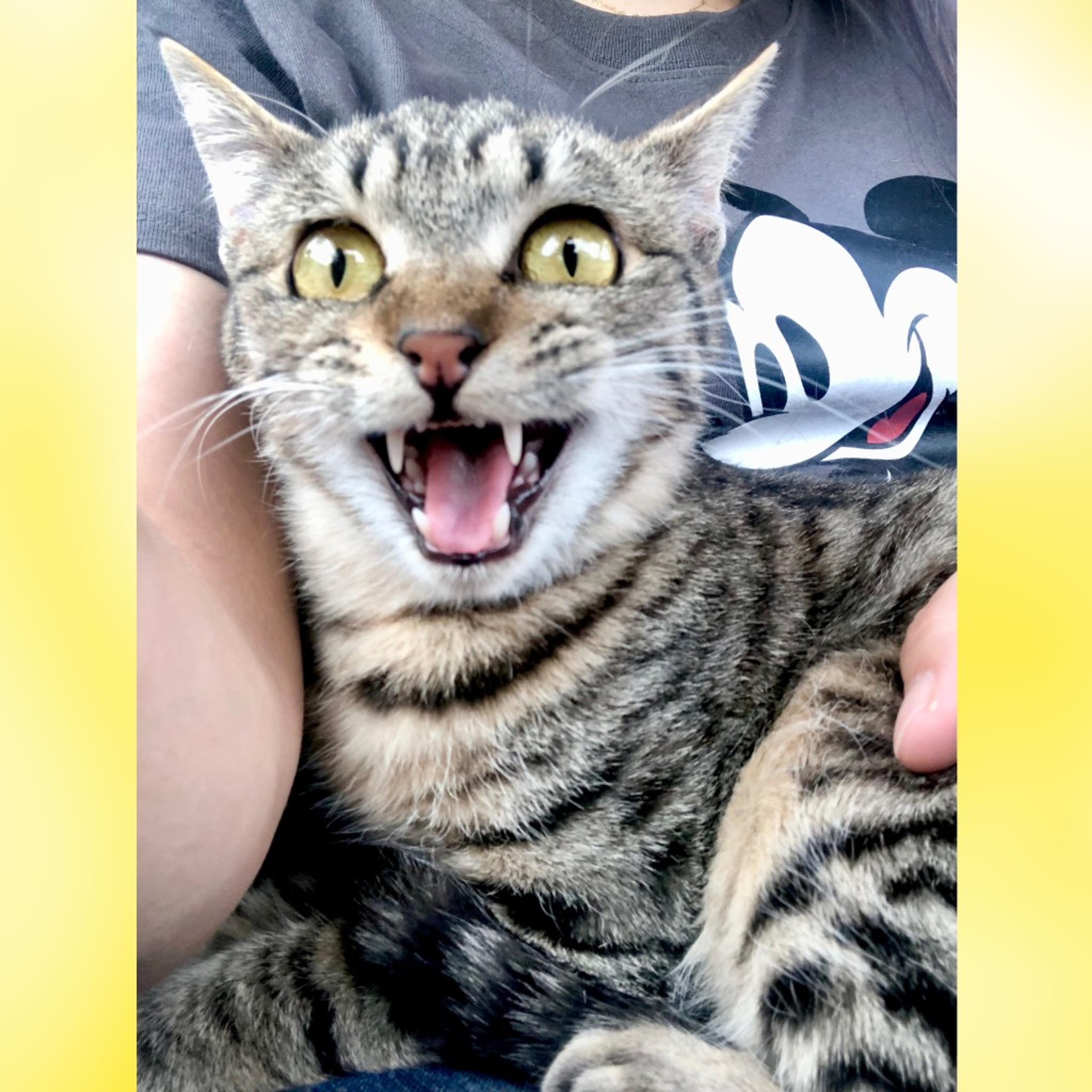 pet-image-8