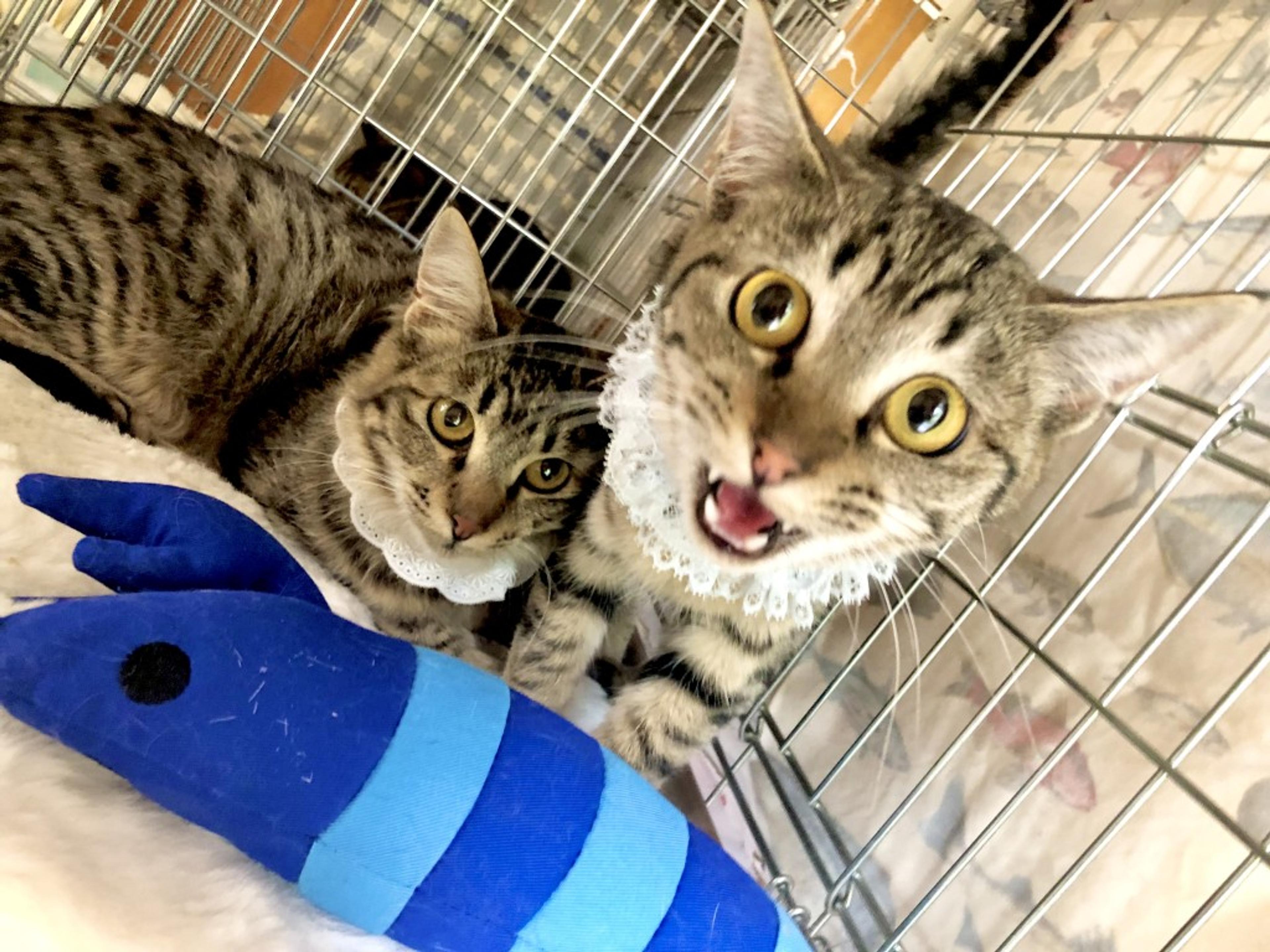 pet-image-7