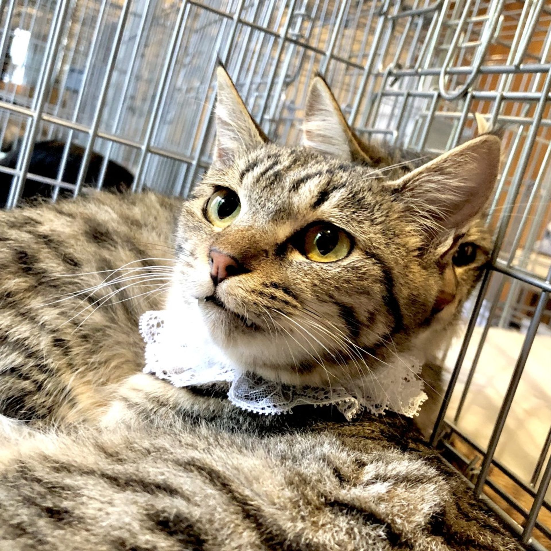 雑種（ミックス猫）・オスの里親募集の写真