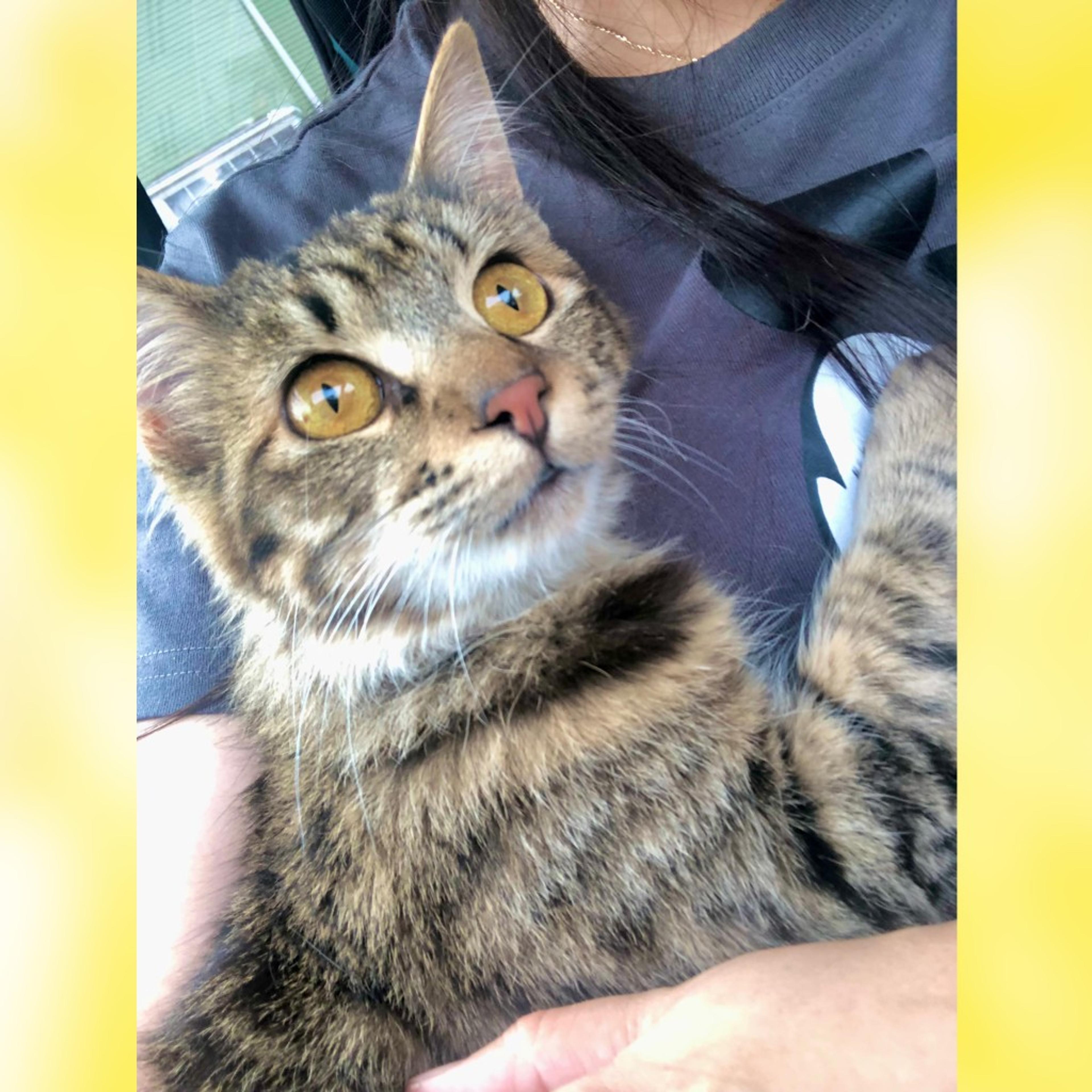 pet-image-7