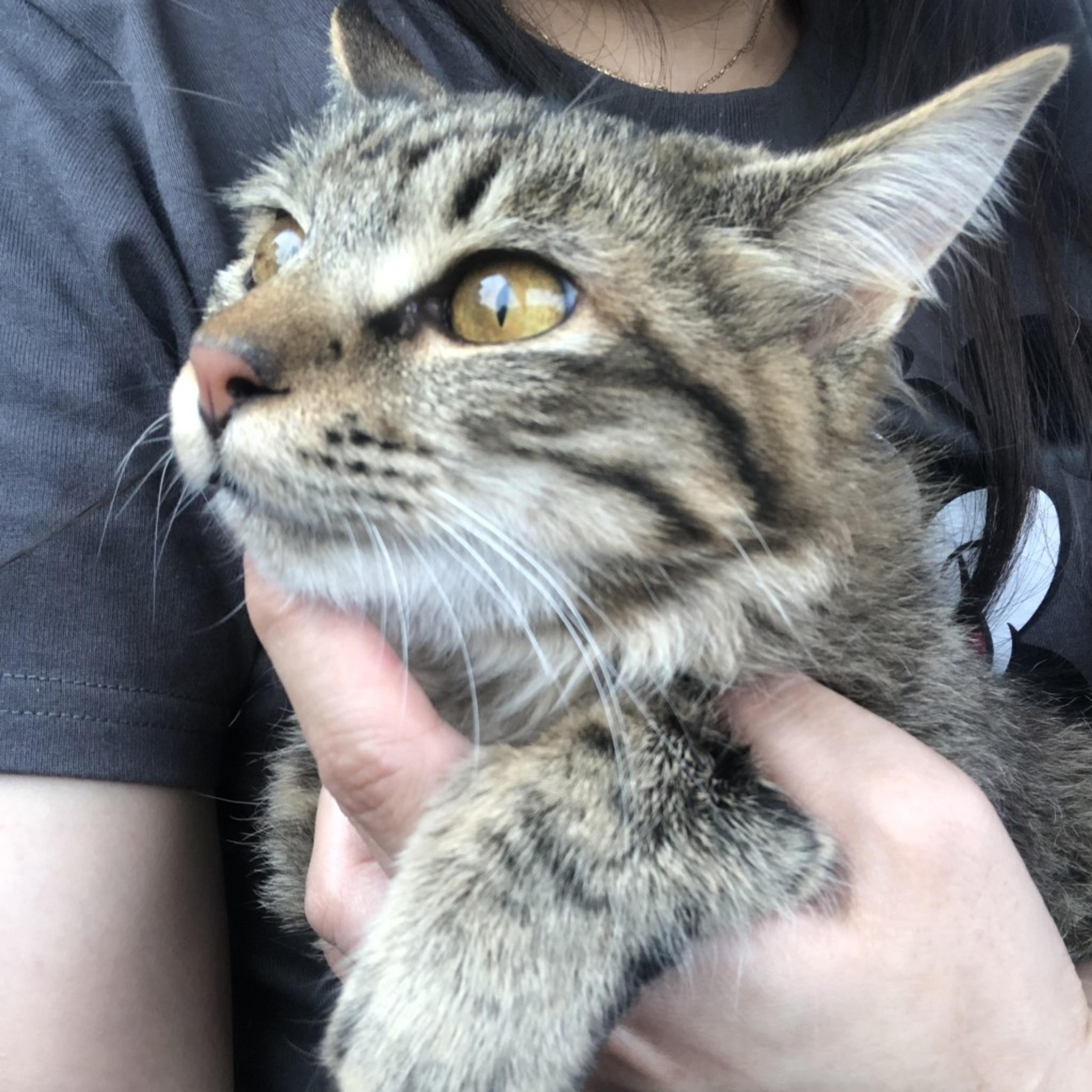 pet-image-8