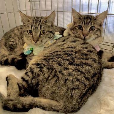 雑種（ミックス猫）・オスの里親募集の写真