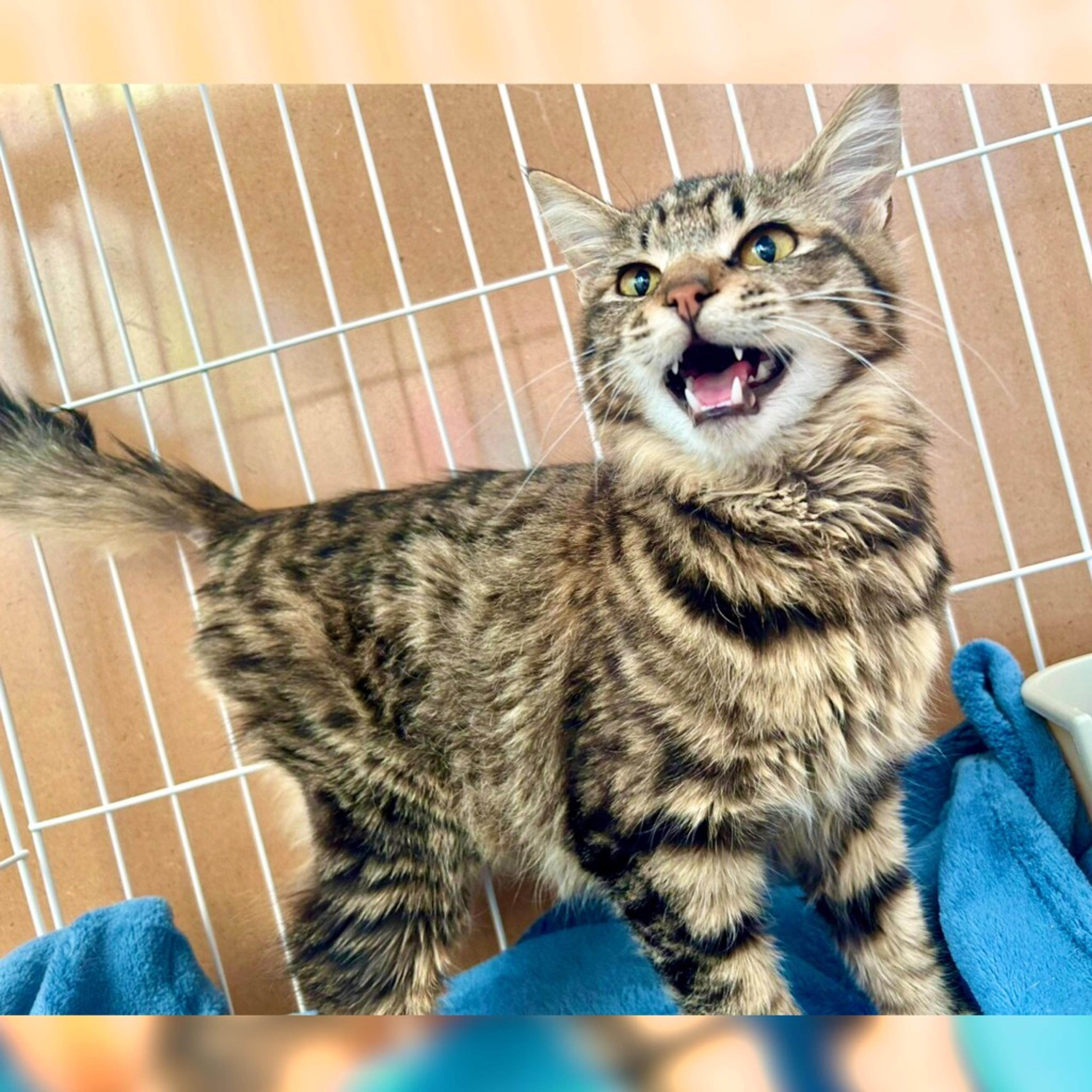 pet-image-9