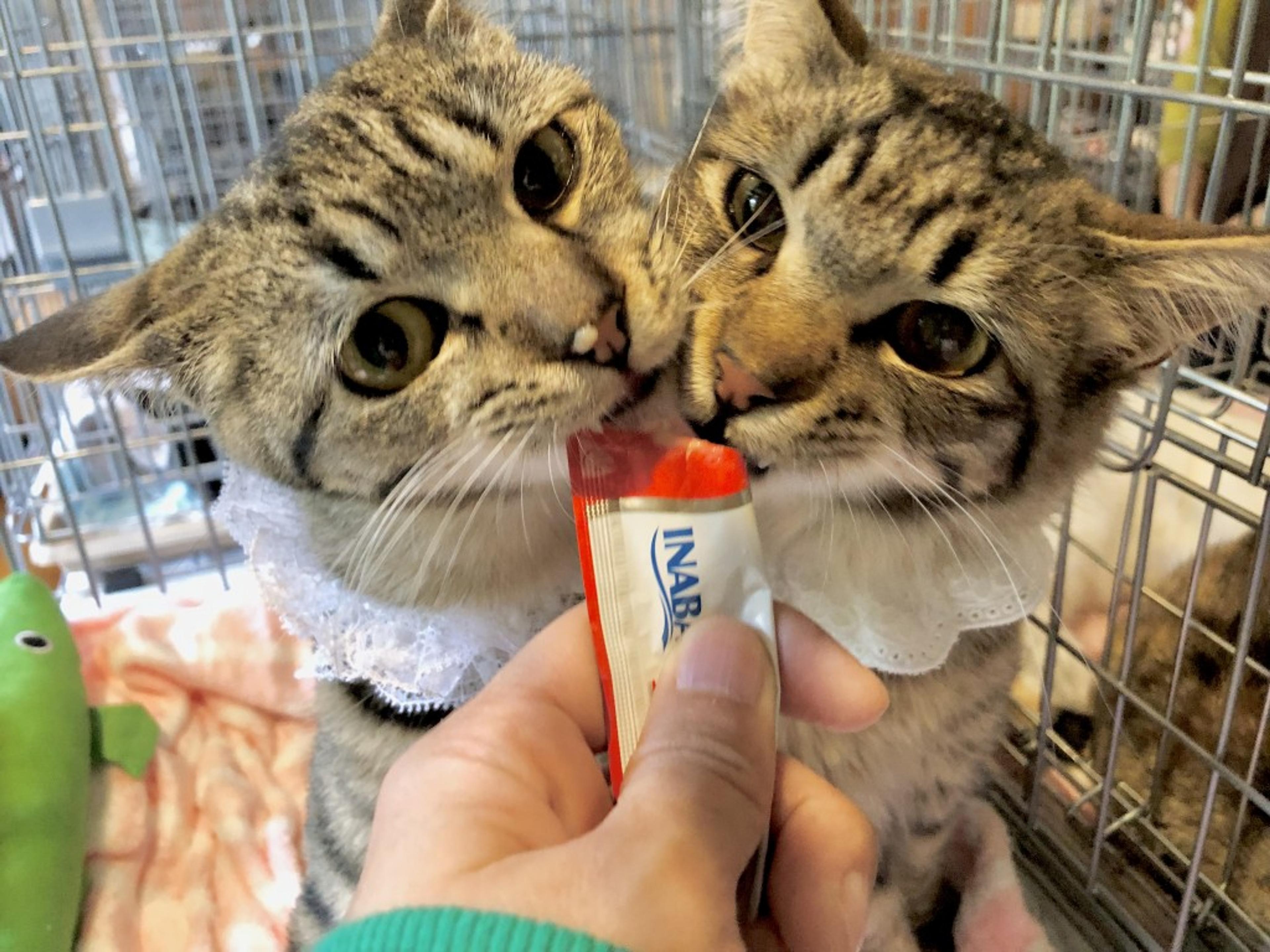 pet-image-5