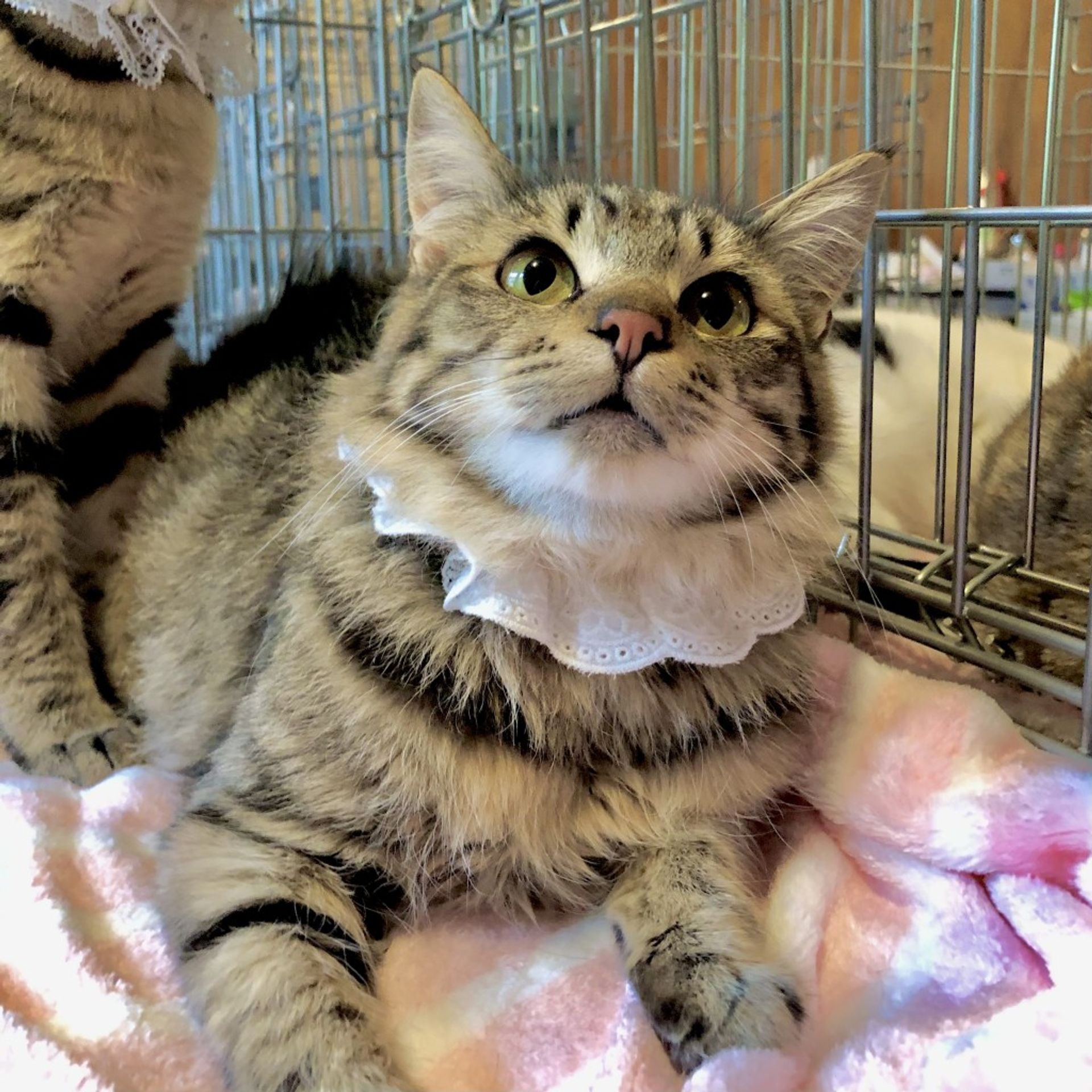 雑種（ミックス猫）・オスの里親募集の写真