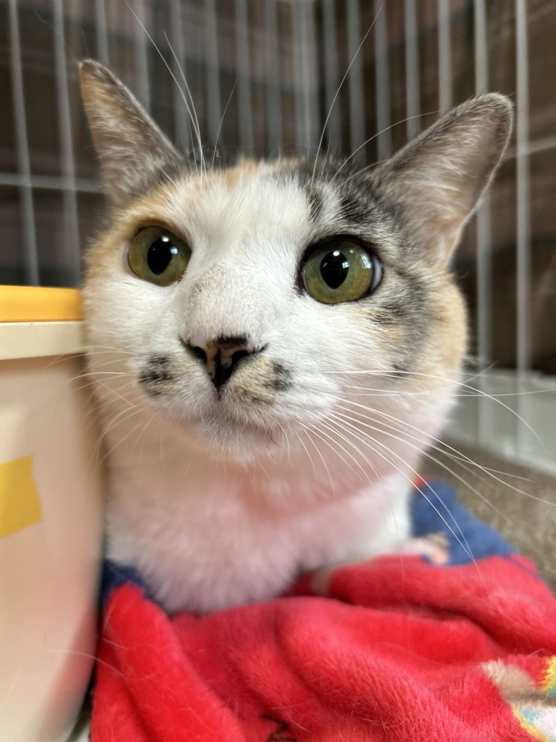 雑種（ミックス猫）・メスの里親募集の写真