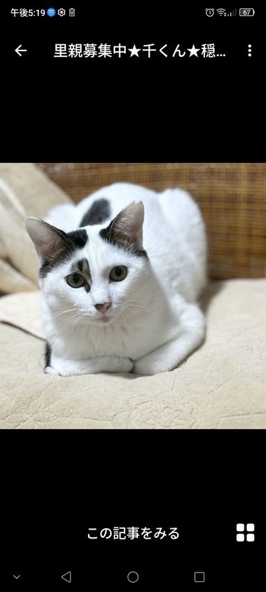 雑種（ミックス猫）・オスの里親募集の写真