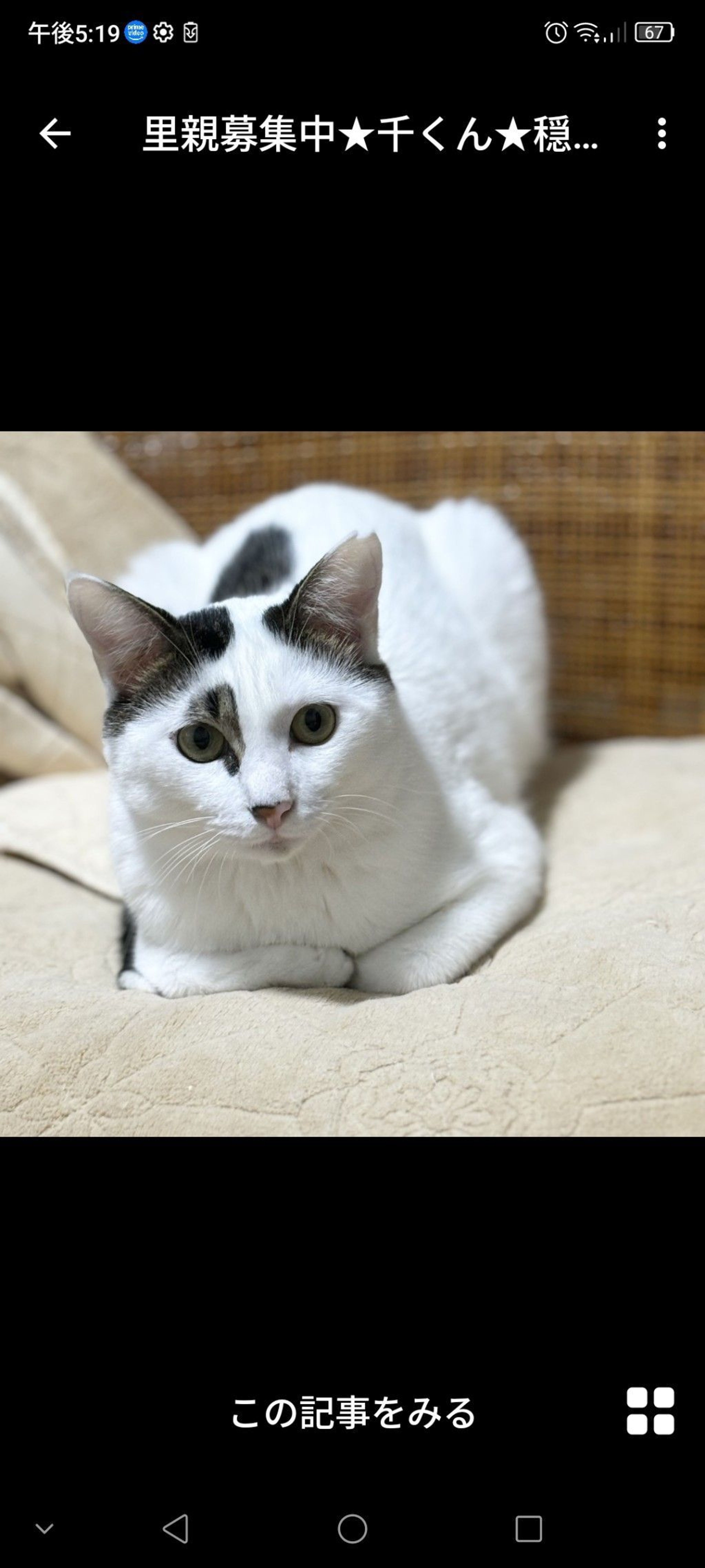 雑種（ミックス猫）・オスの里親募集の写真