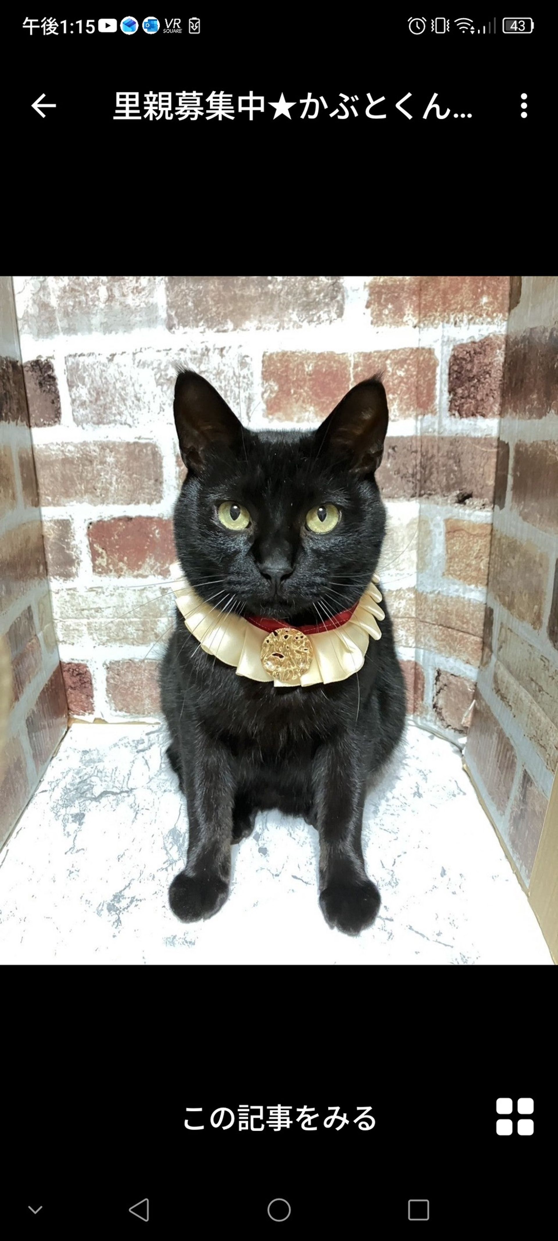 雑種（ミックス猫）・オスの里親募集の写真