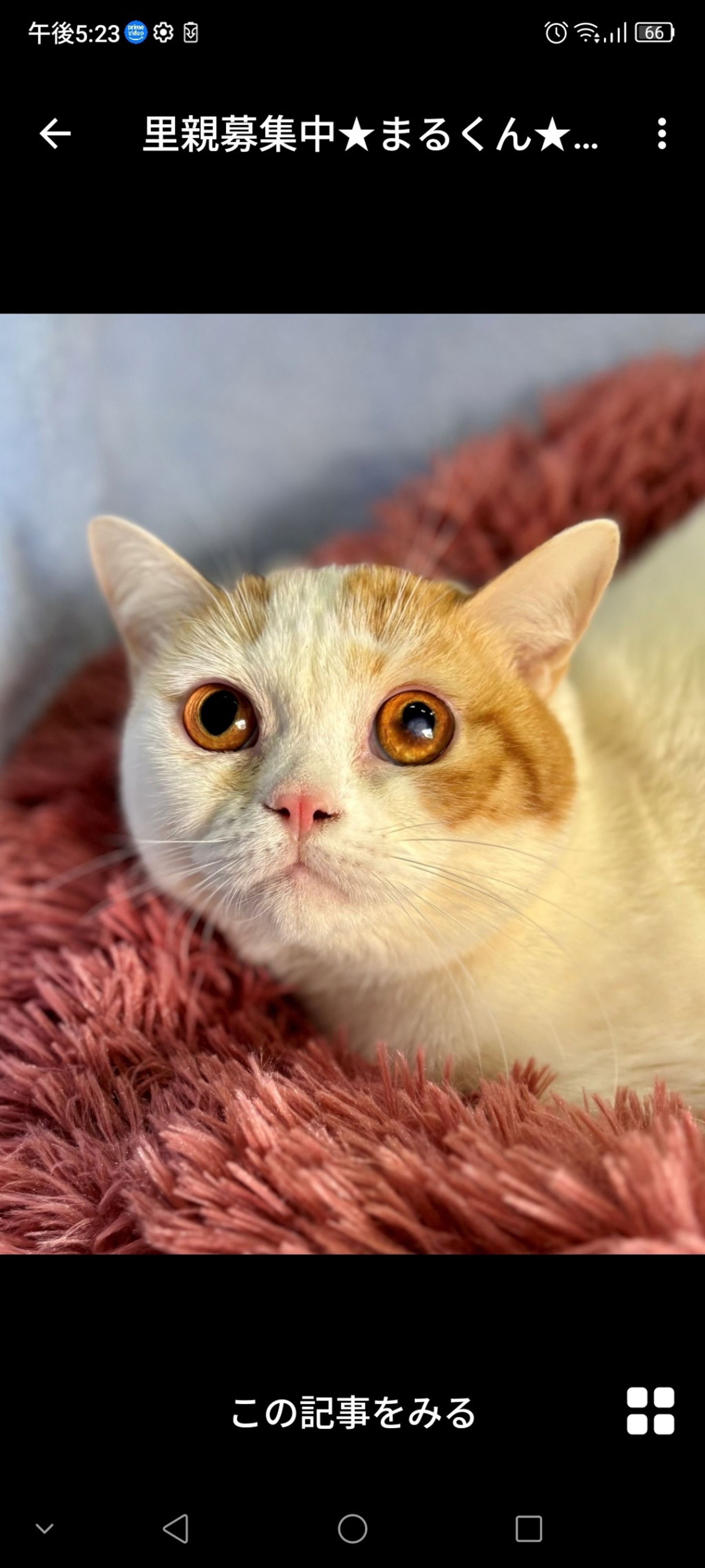 雑種（ミックス猫）・オスの里親募集の写真