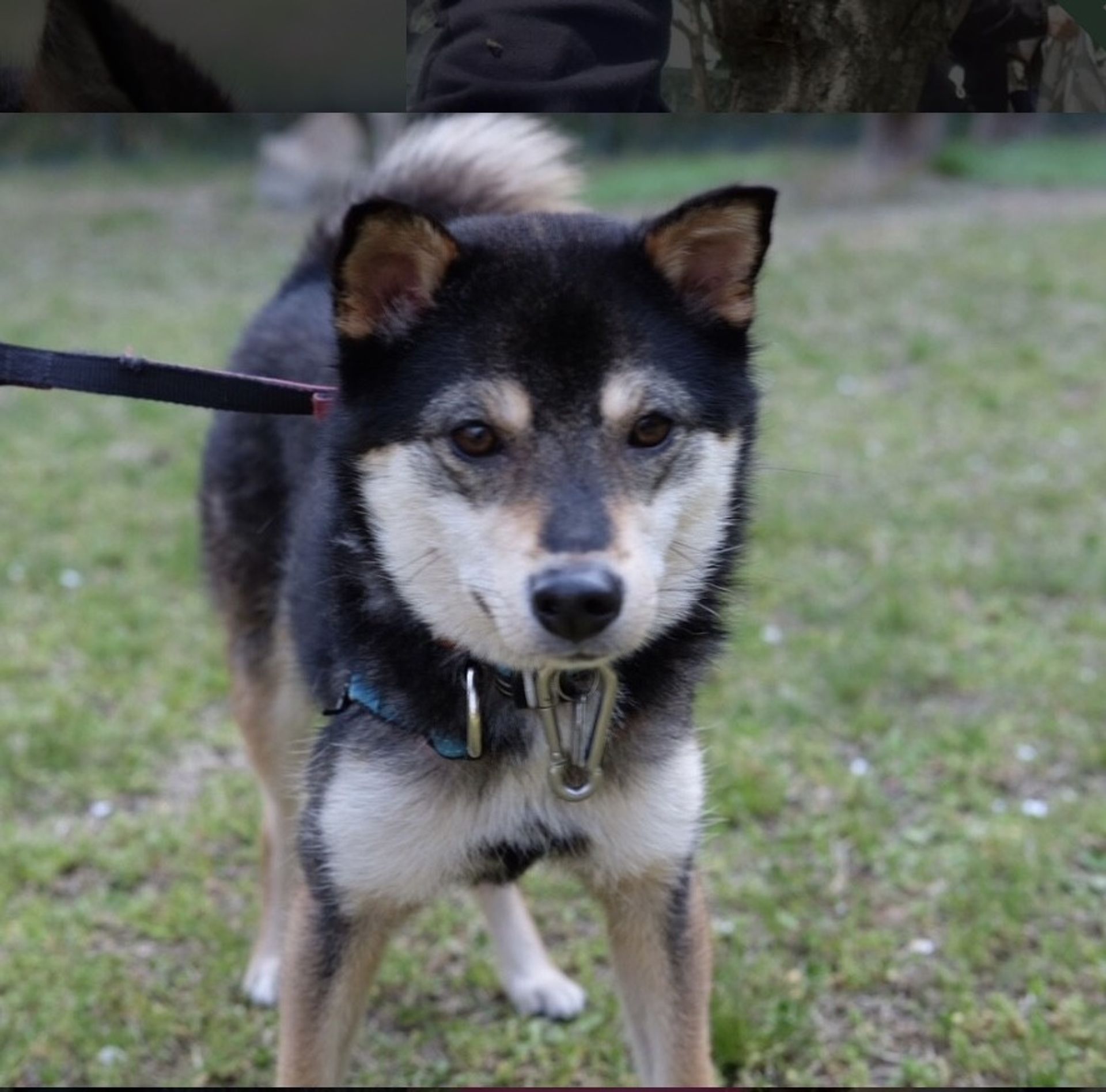 雑種（ミックス犬）・オスの里親募集の写真