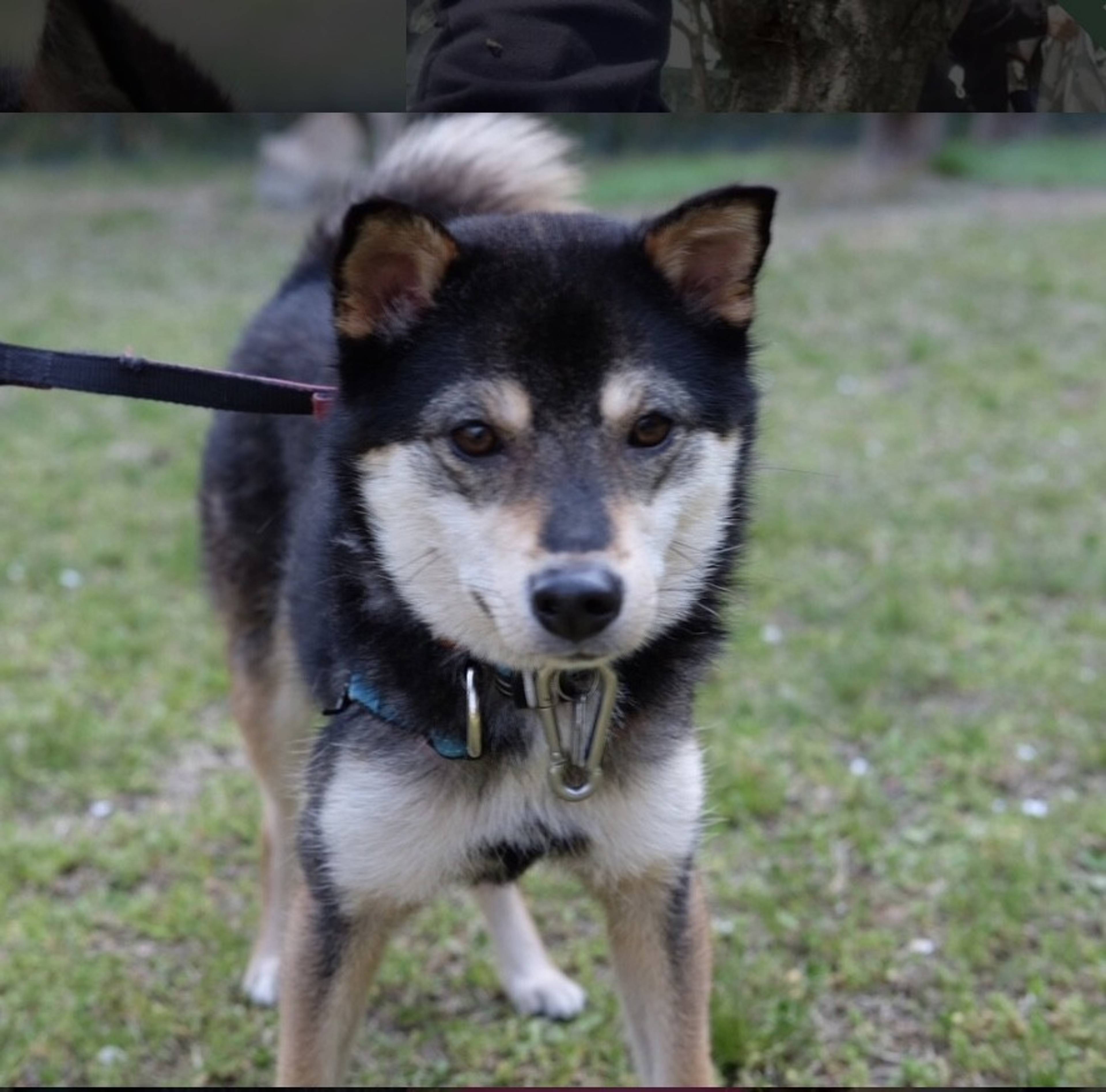 雑種（ミックス犬）・オスの里親募集の写真