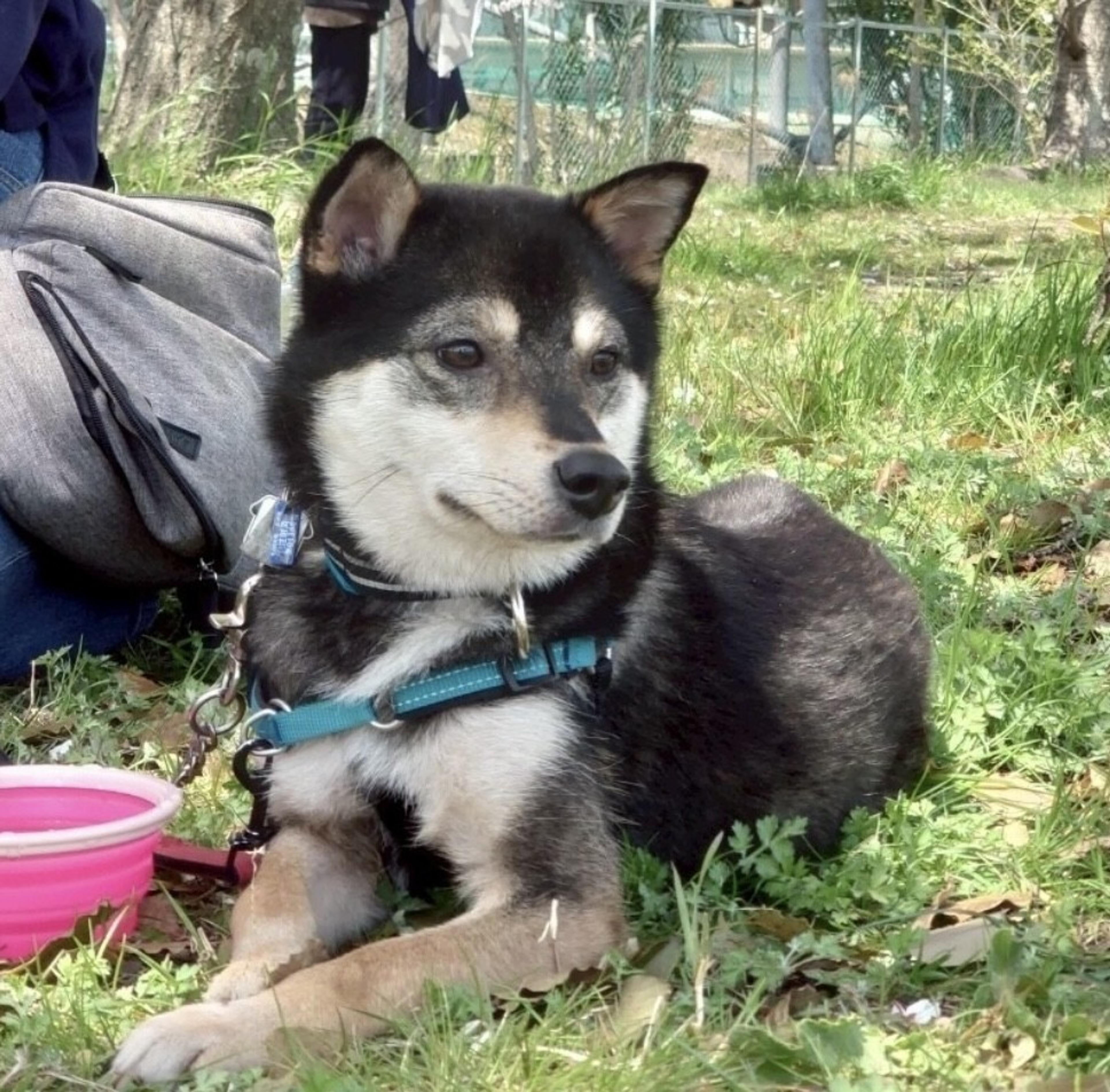 pet-image-3