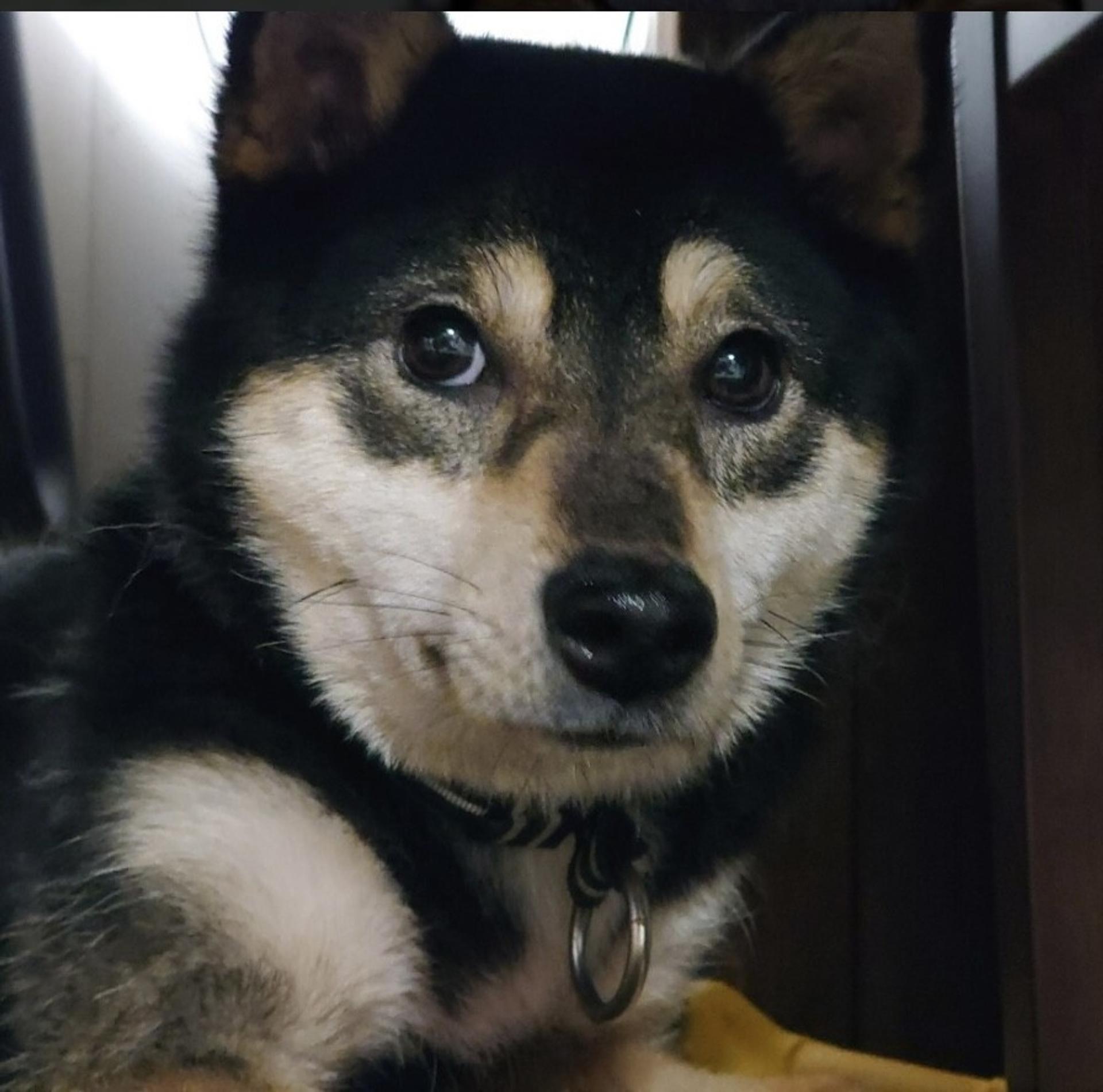 pet-image-4