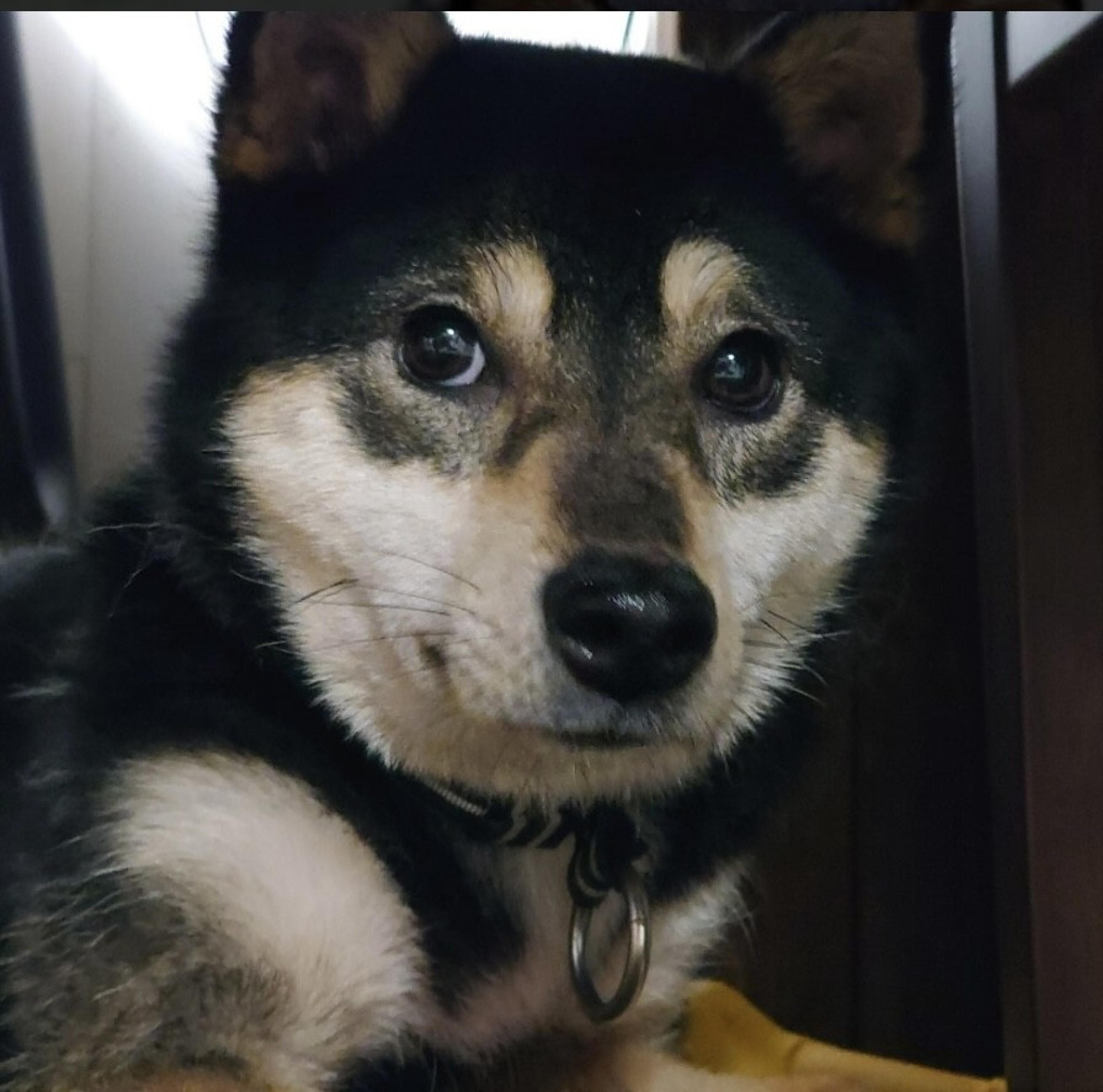 pet-image-4
