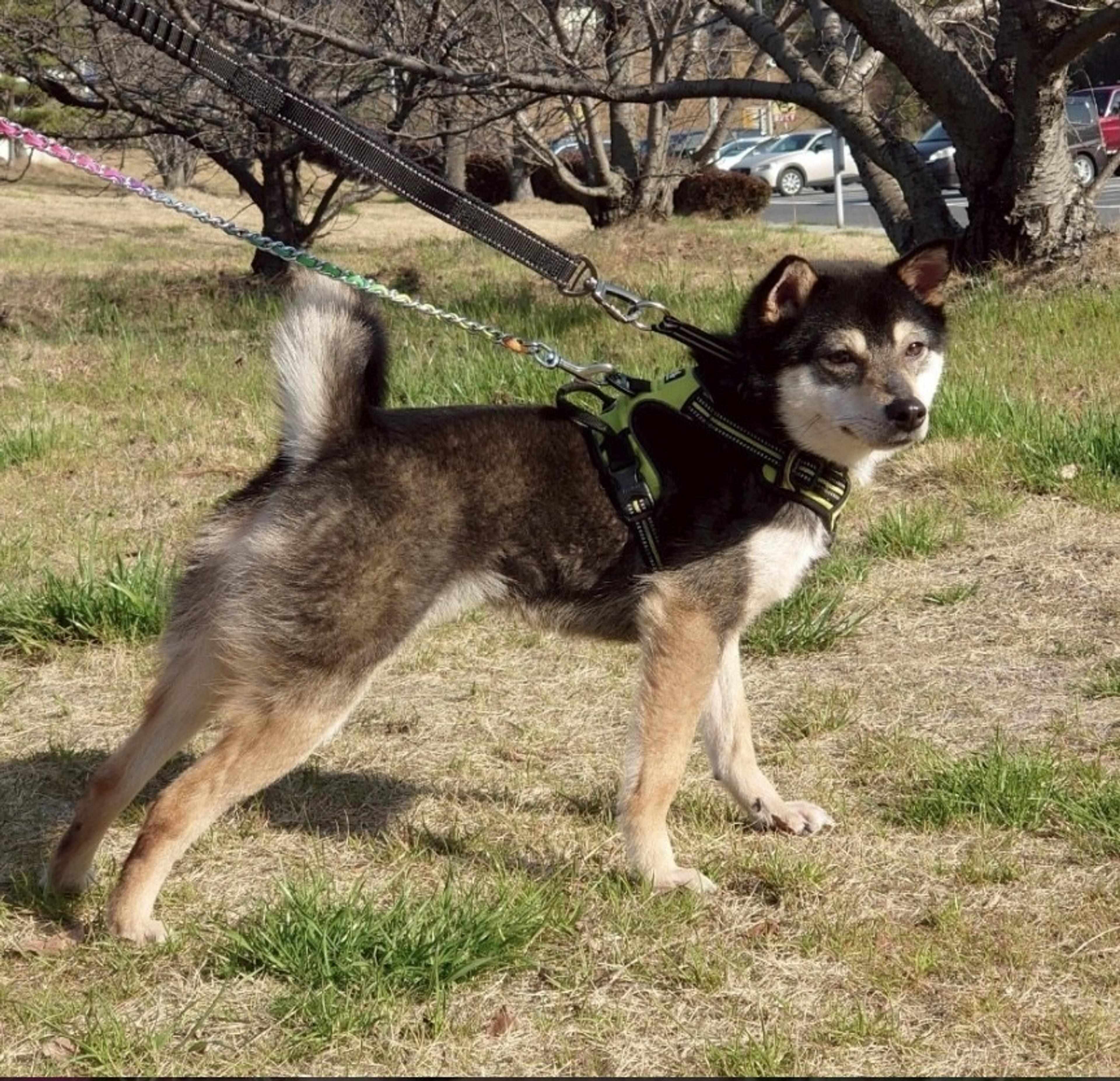 pet-image-5