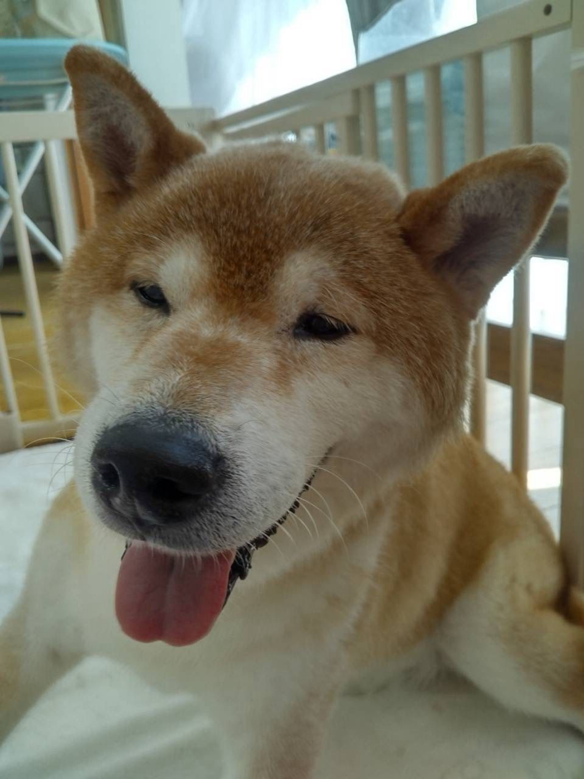 柴犬・オスの里親募集の写真