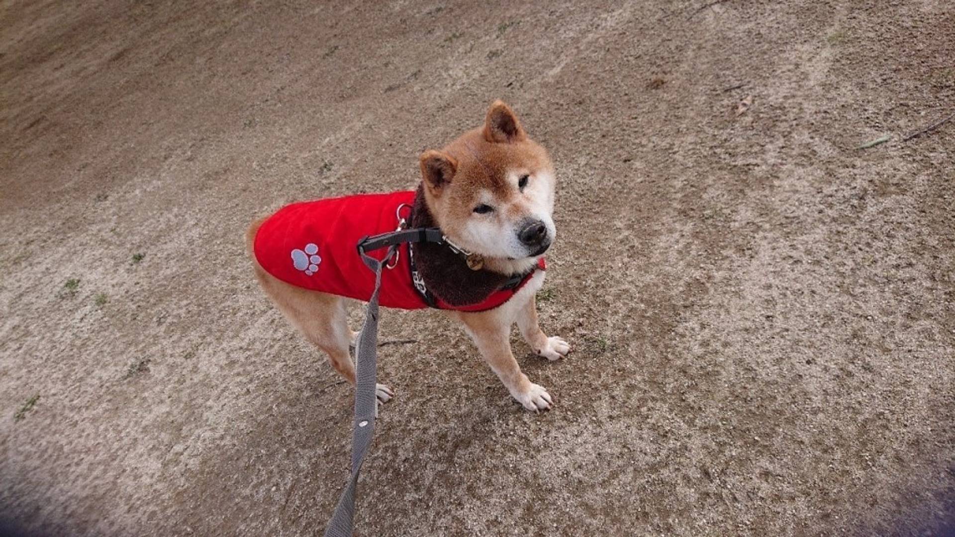 柴犬・オスの里親募集の写真