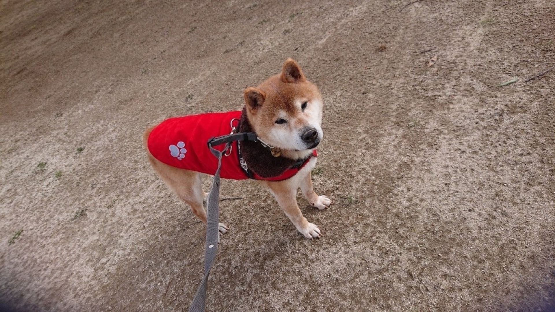 柴犬・オスの里親募集の写真