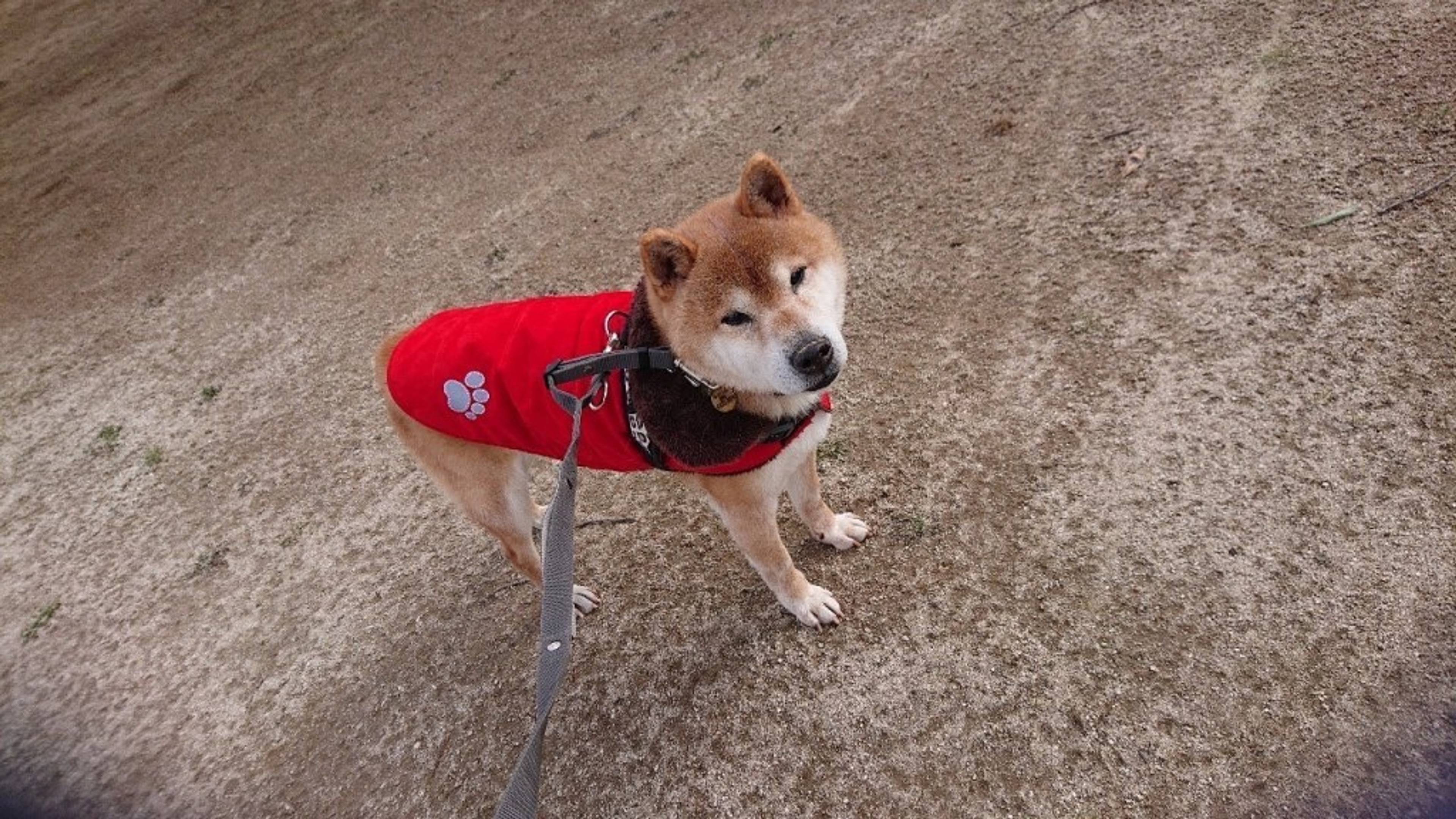 柴犬・オスの里親募集の写真