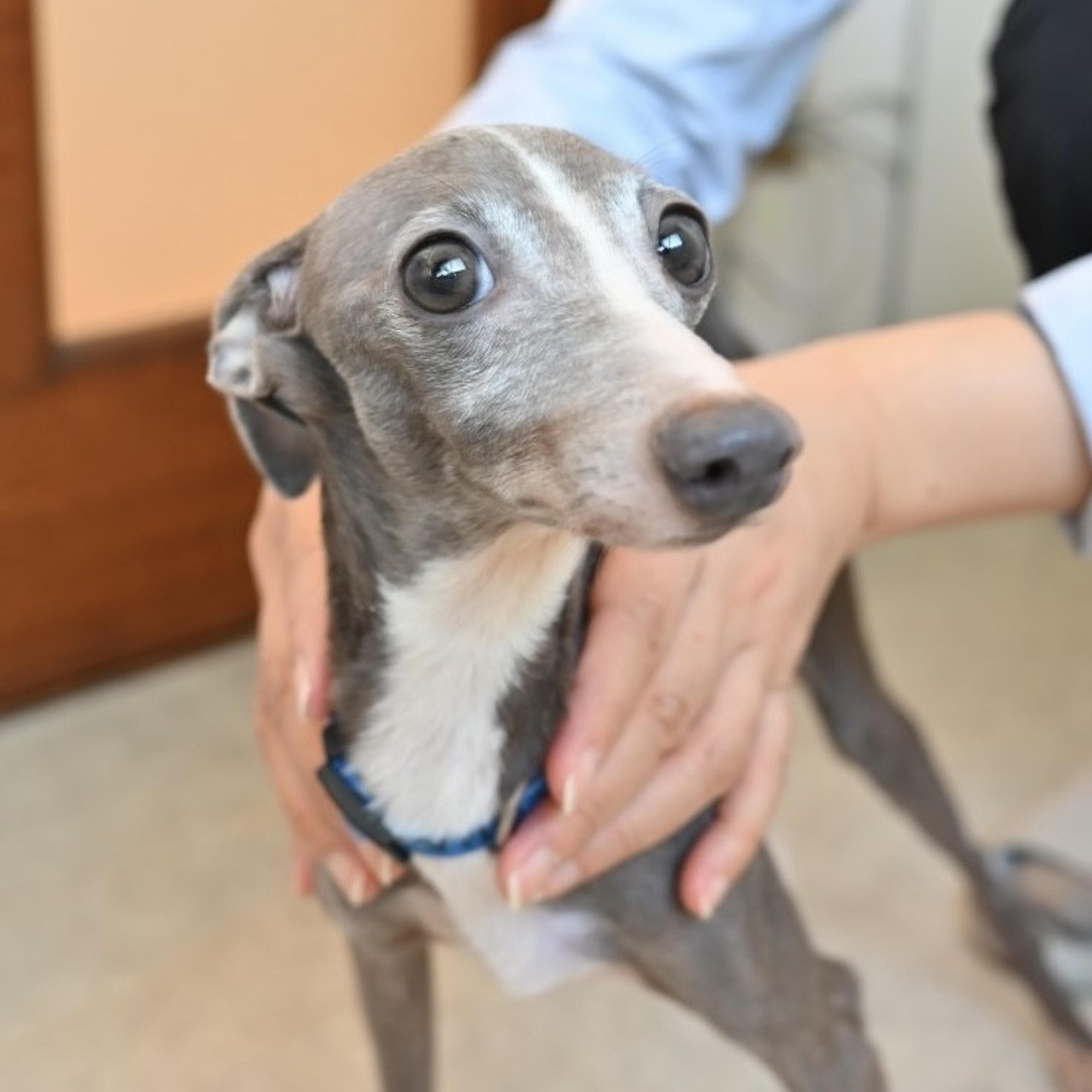 pet-image-5