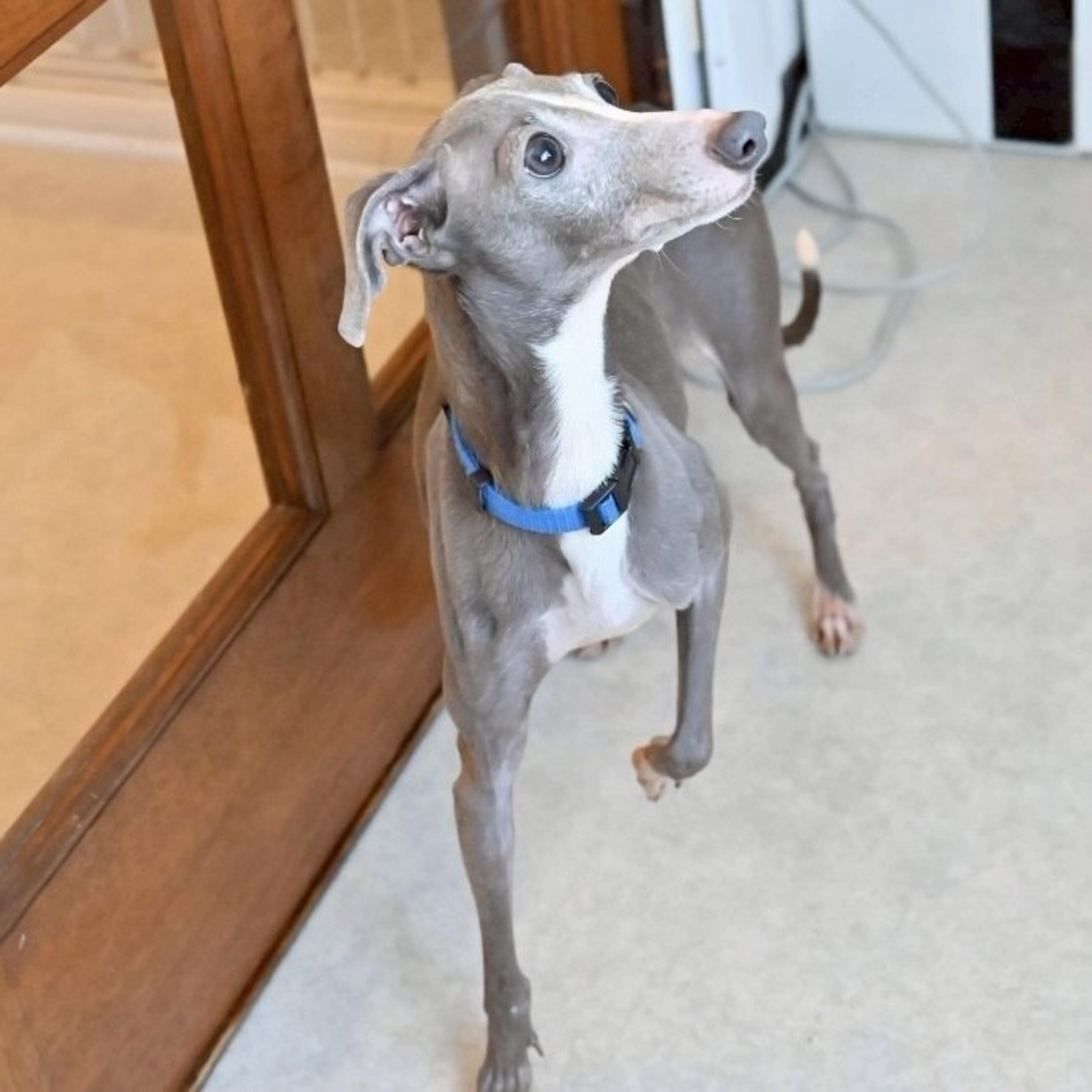 pet-image-6