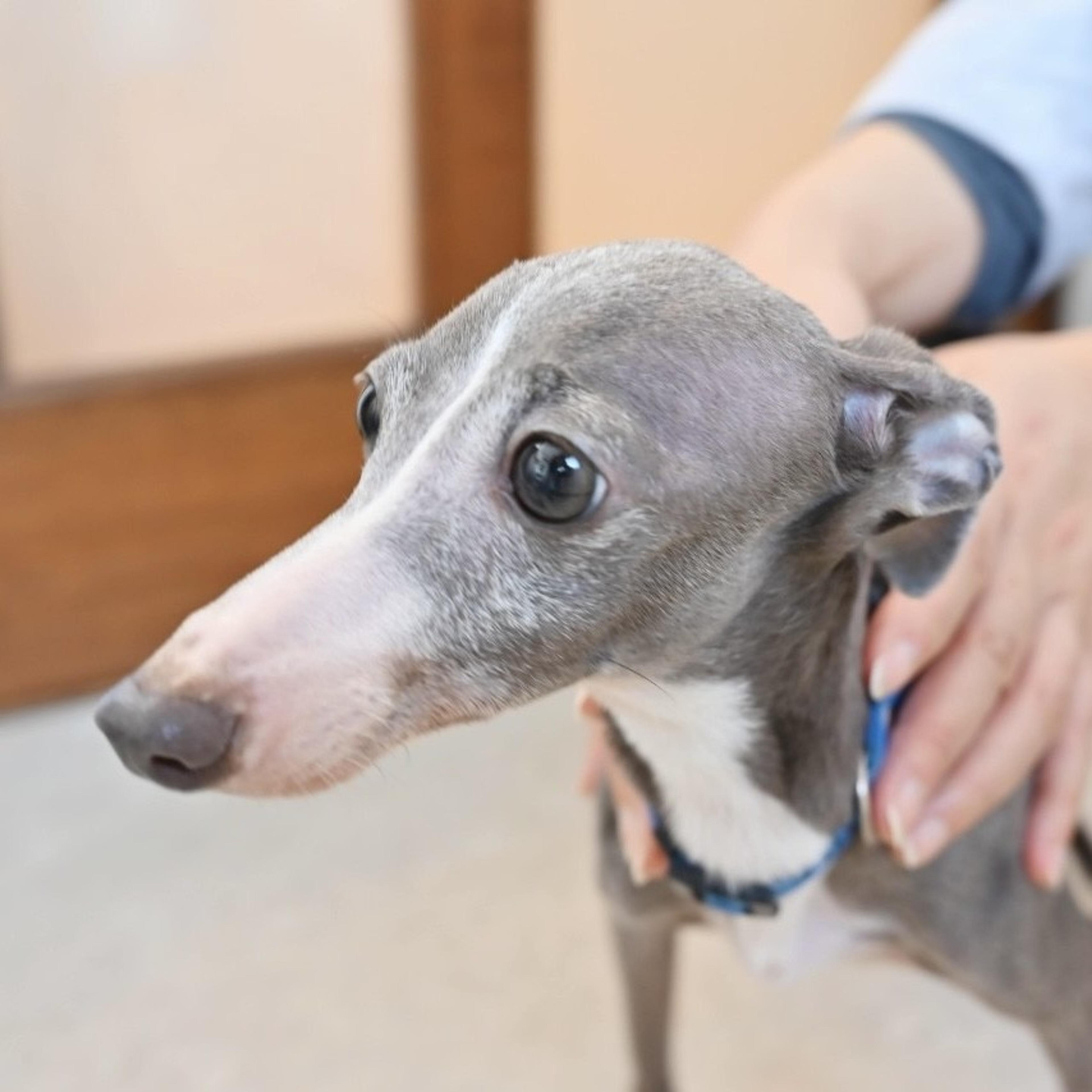 pet-image-7