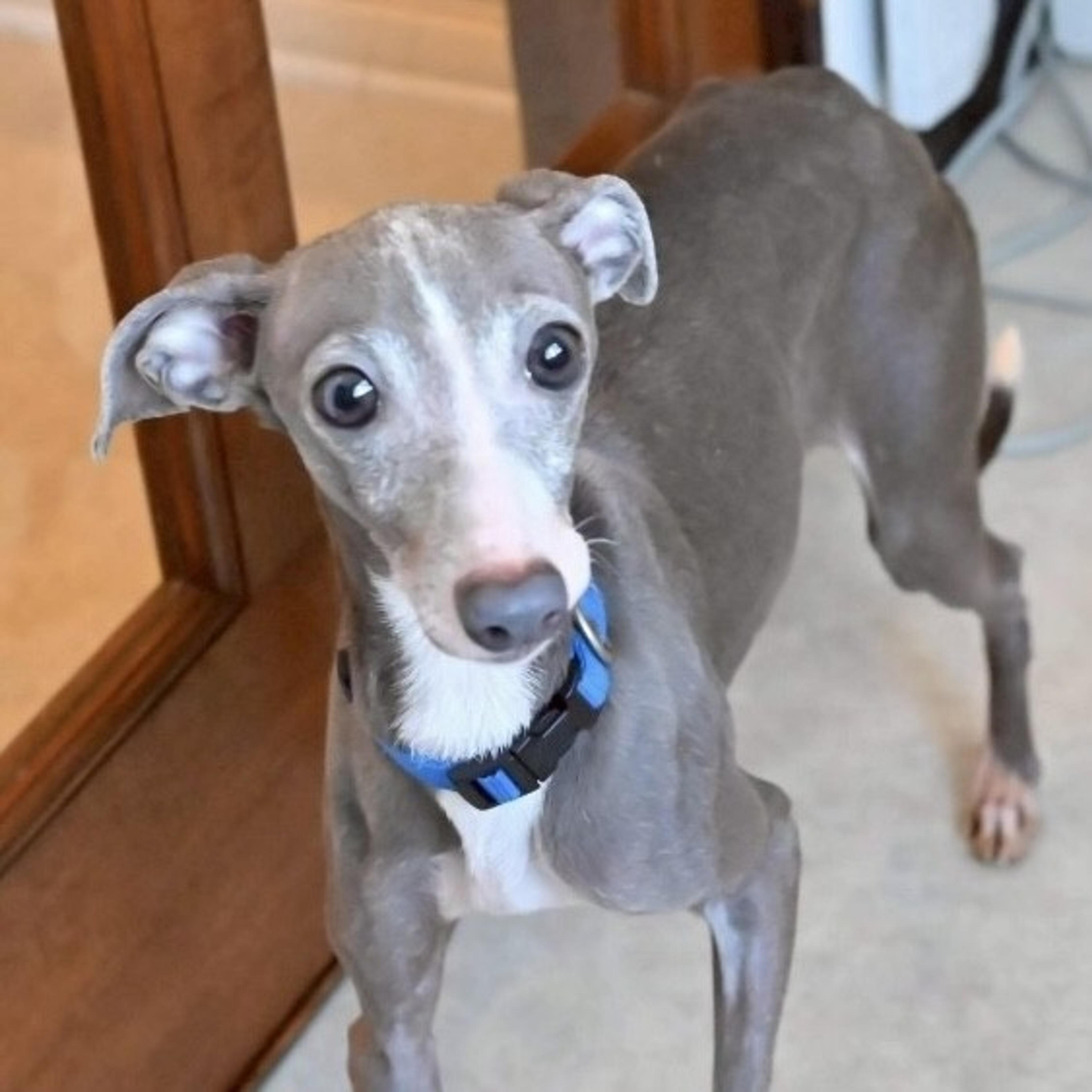pet-image-2