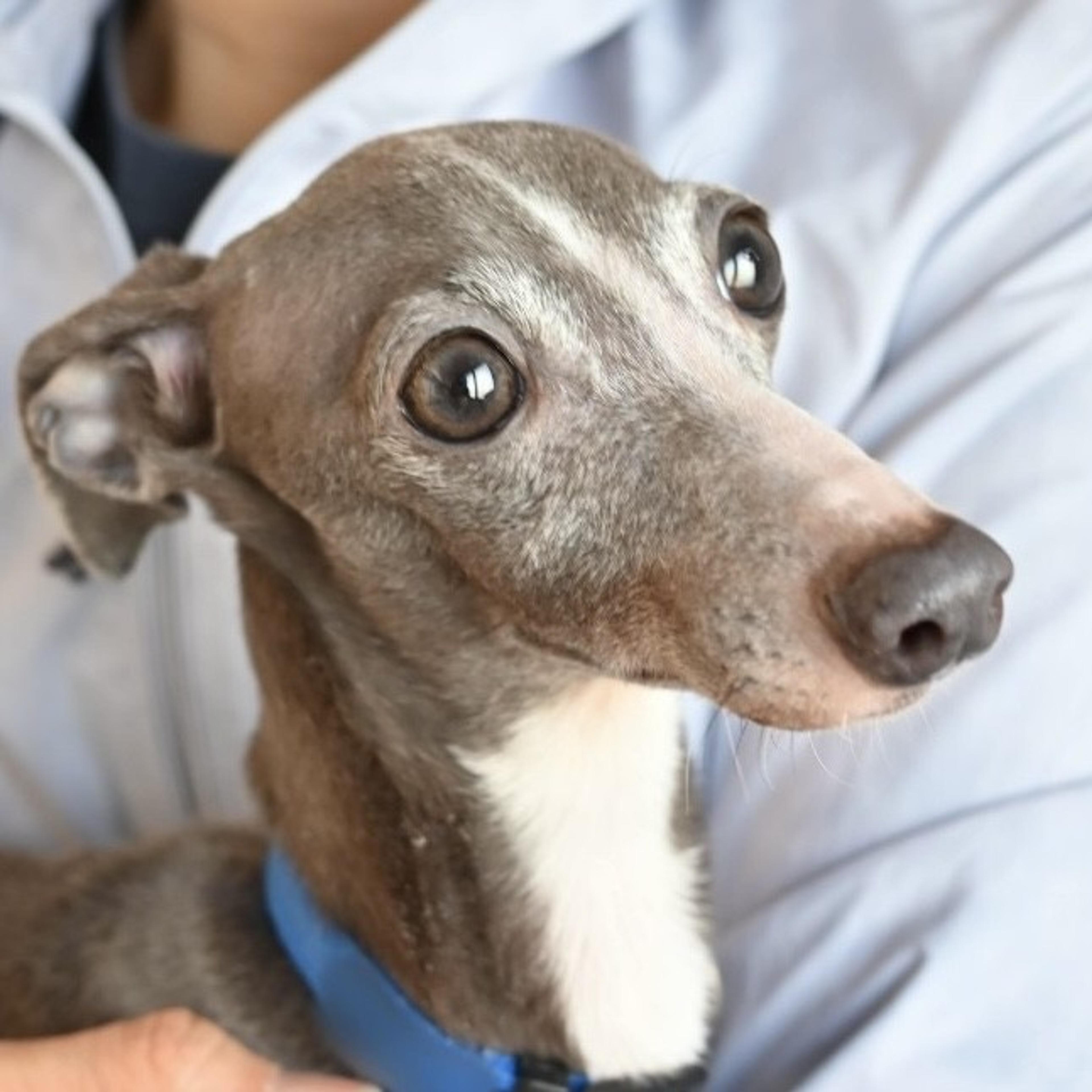 pet-image-3