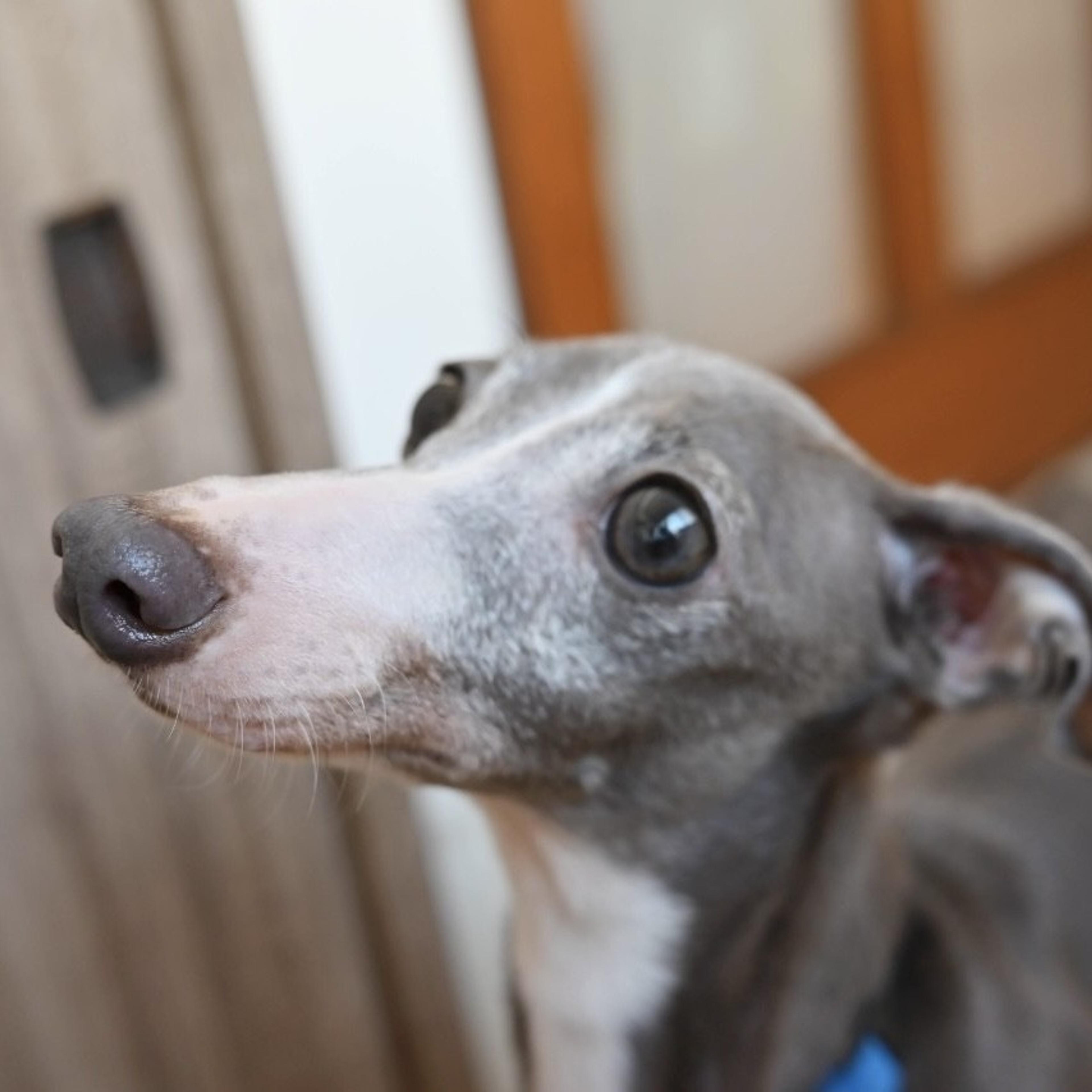 pet-image-4