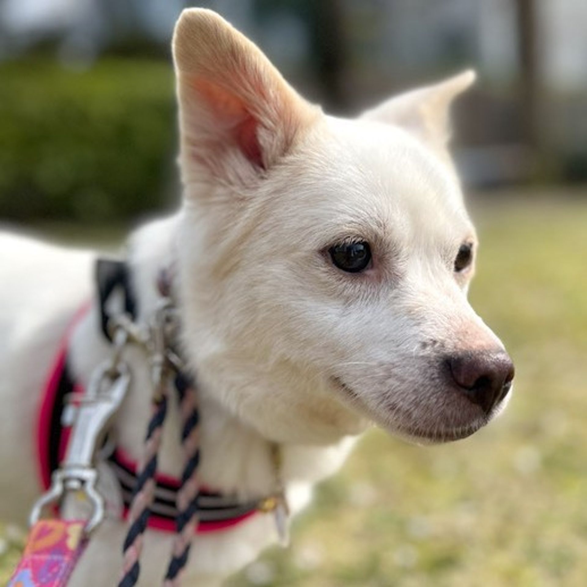 雑種（ミックス犬）・メスの里親募集の写真