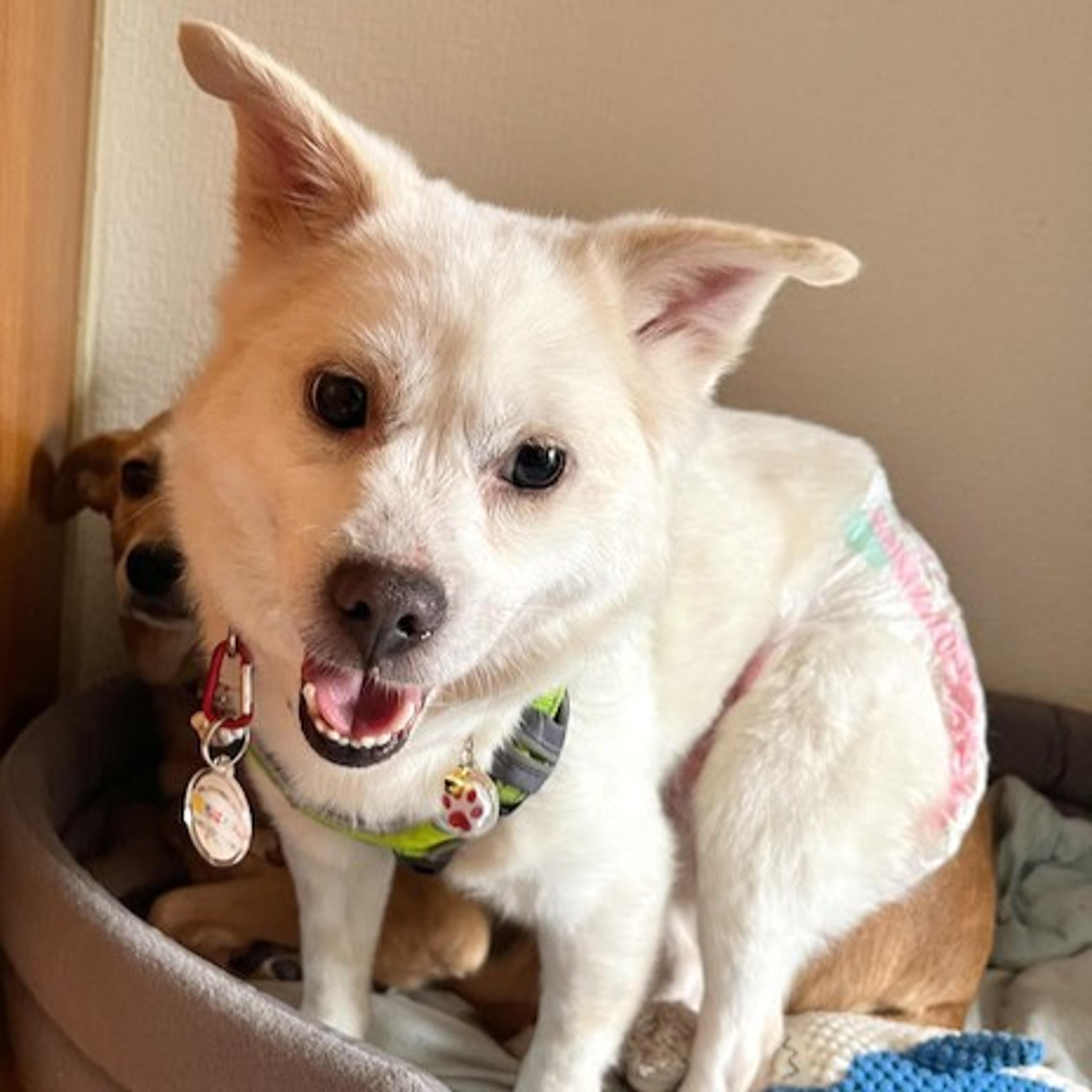 pet-image-3