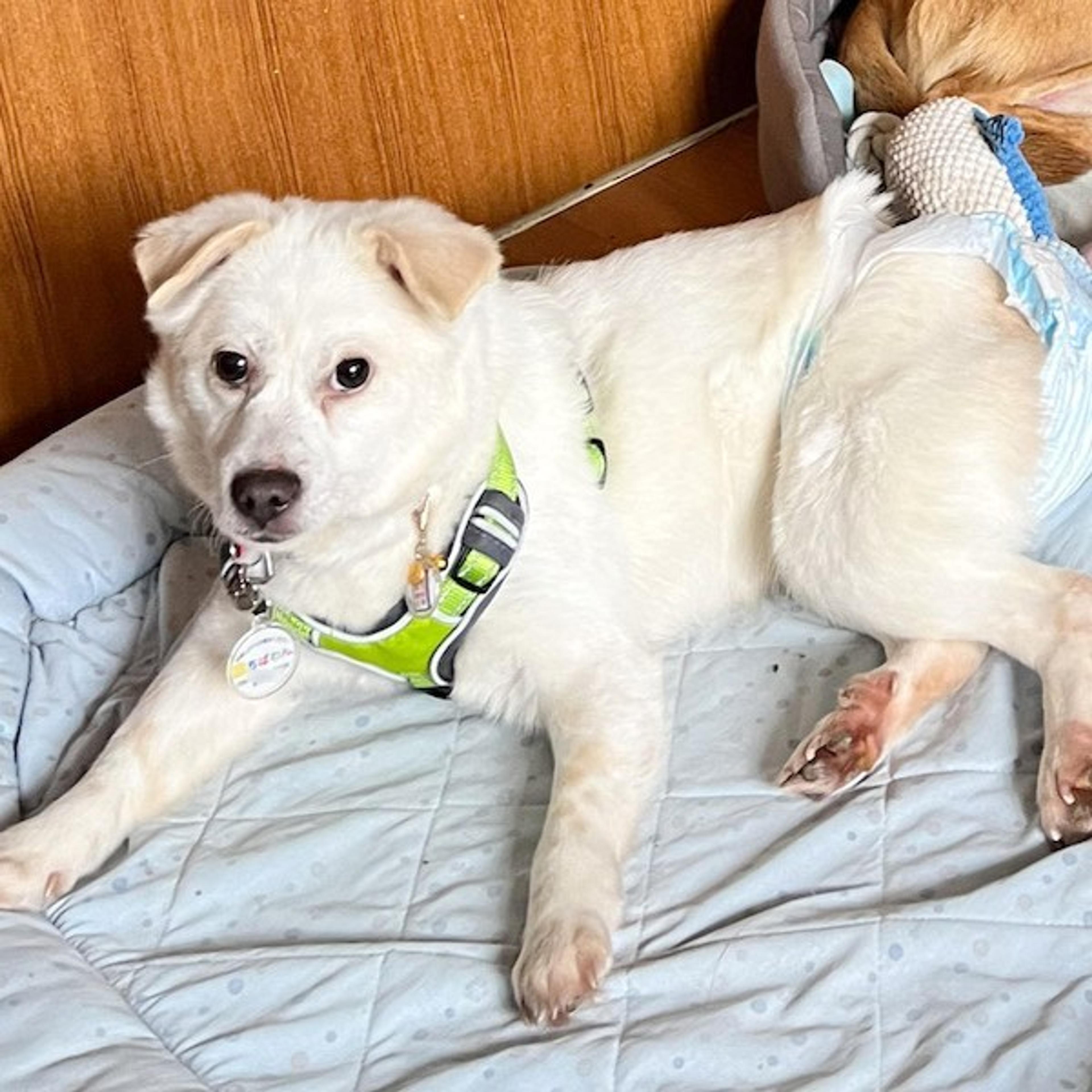 pet-image-4