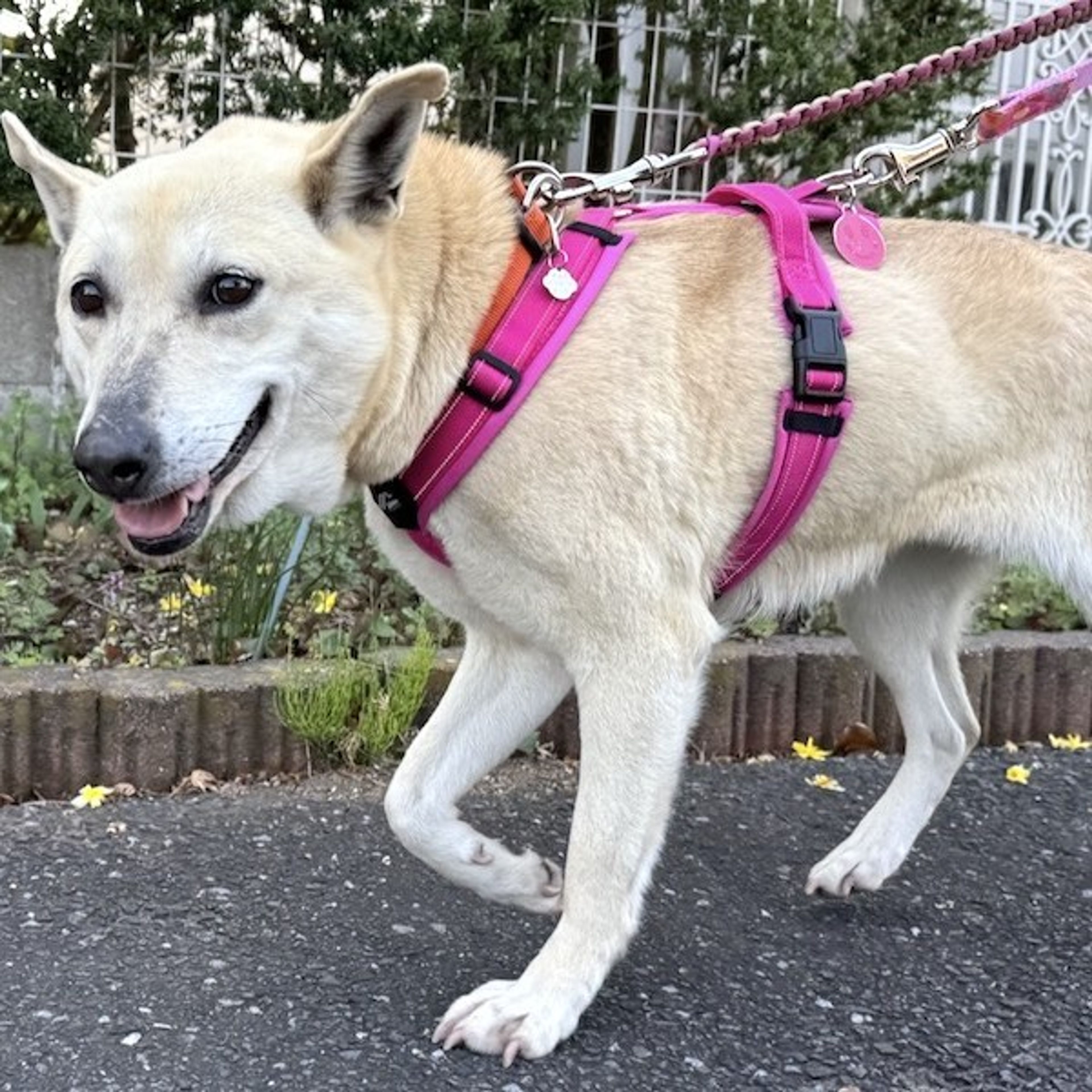 pet-image-2