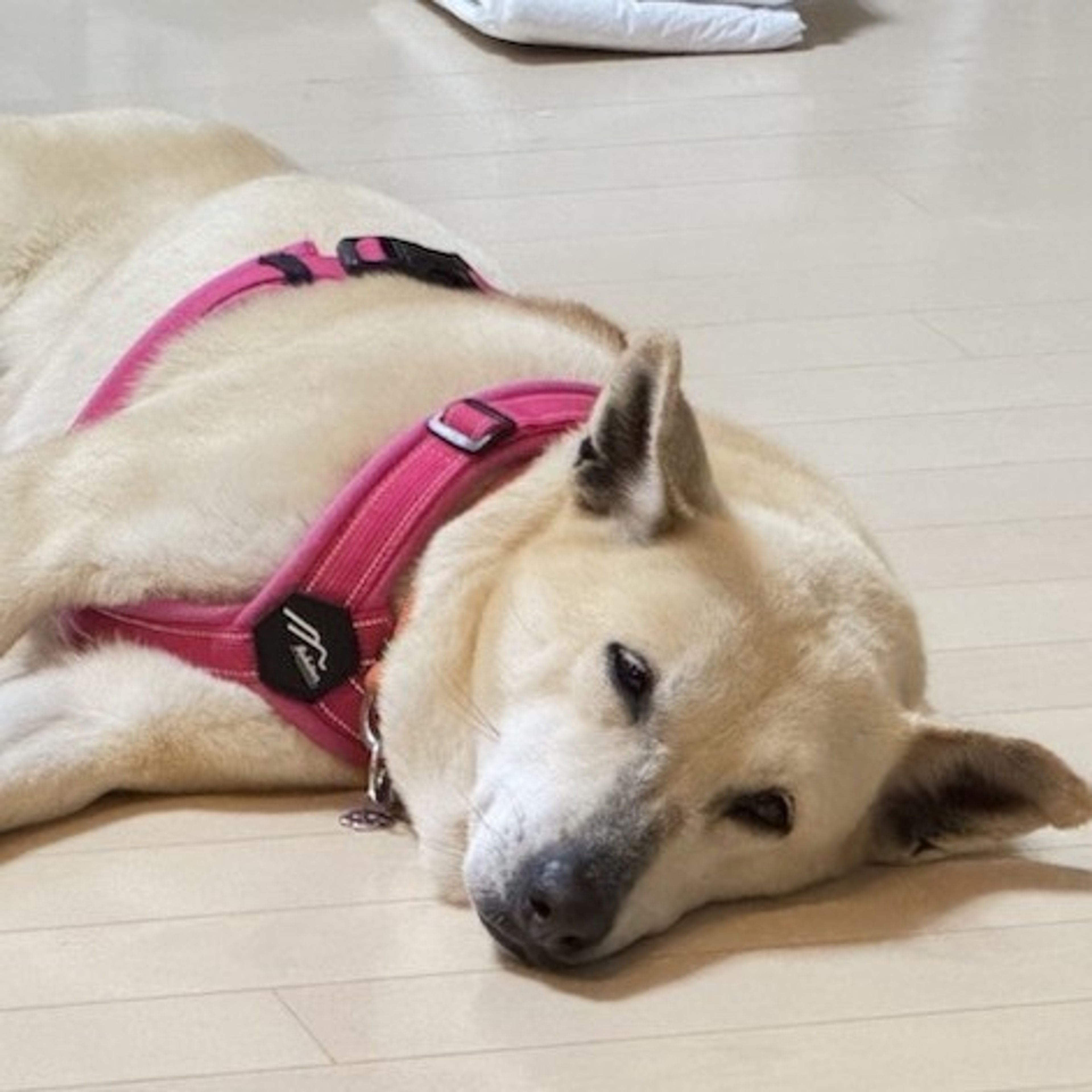 pet-image-4