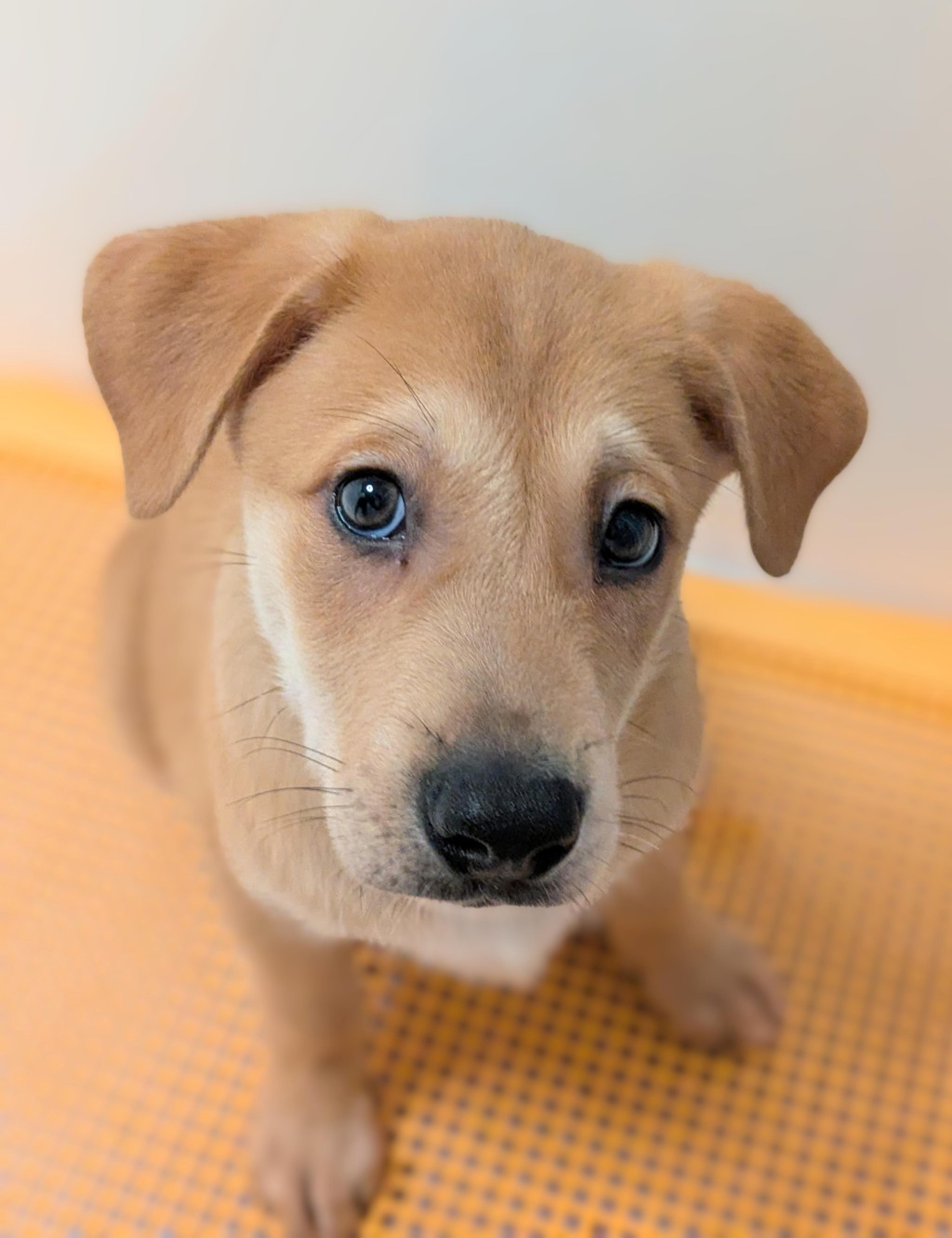 pet-image-3