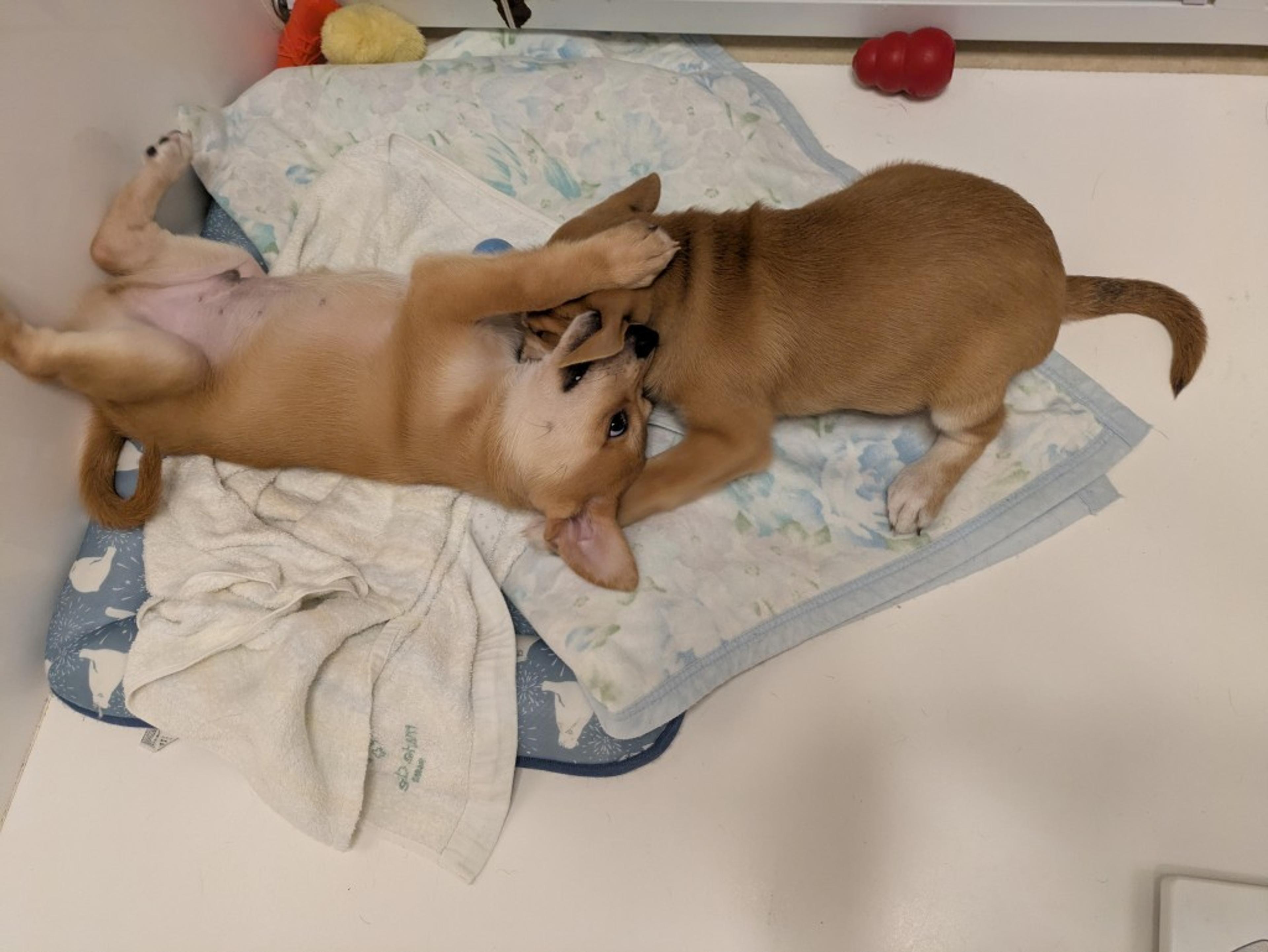 pet-image-6