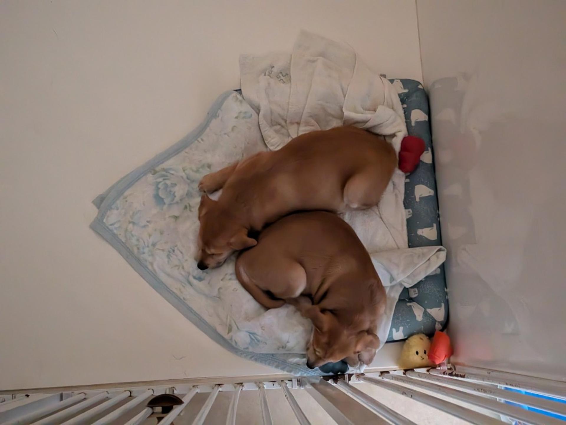 pet-image-7
