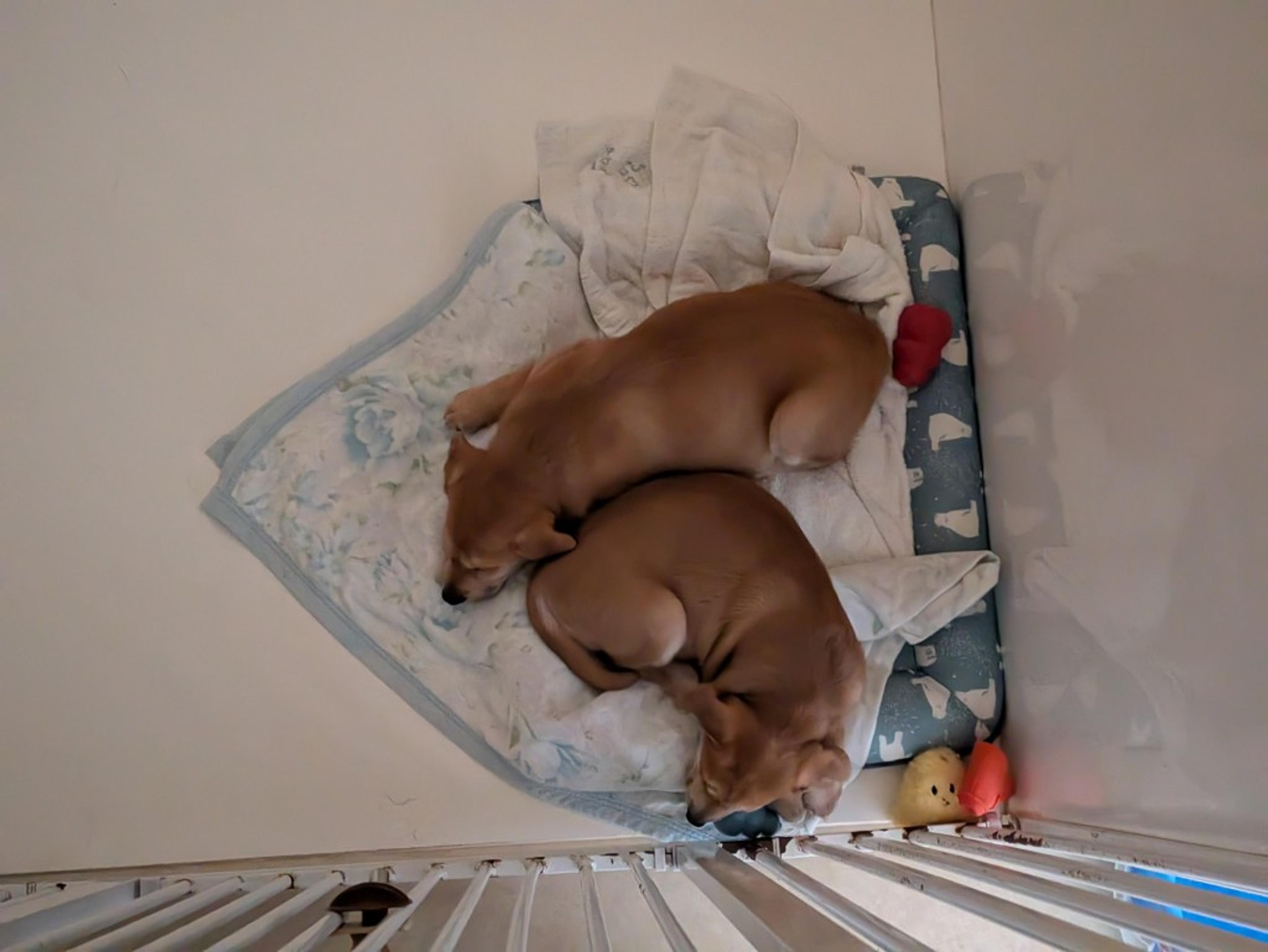 pet-image-7