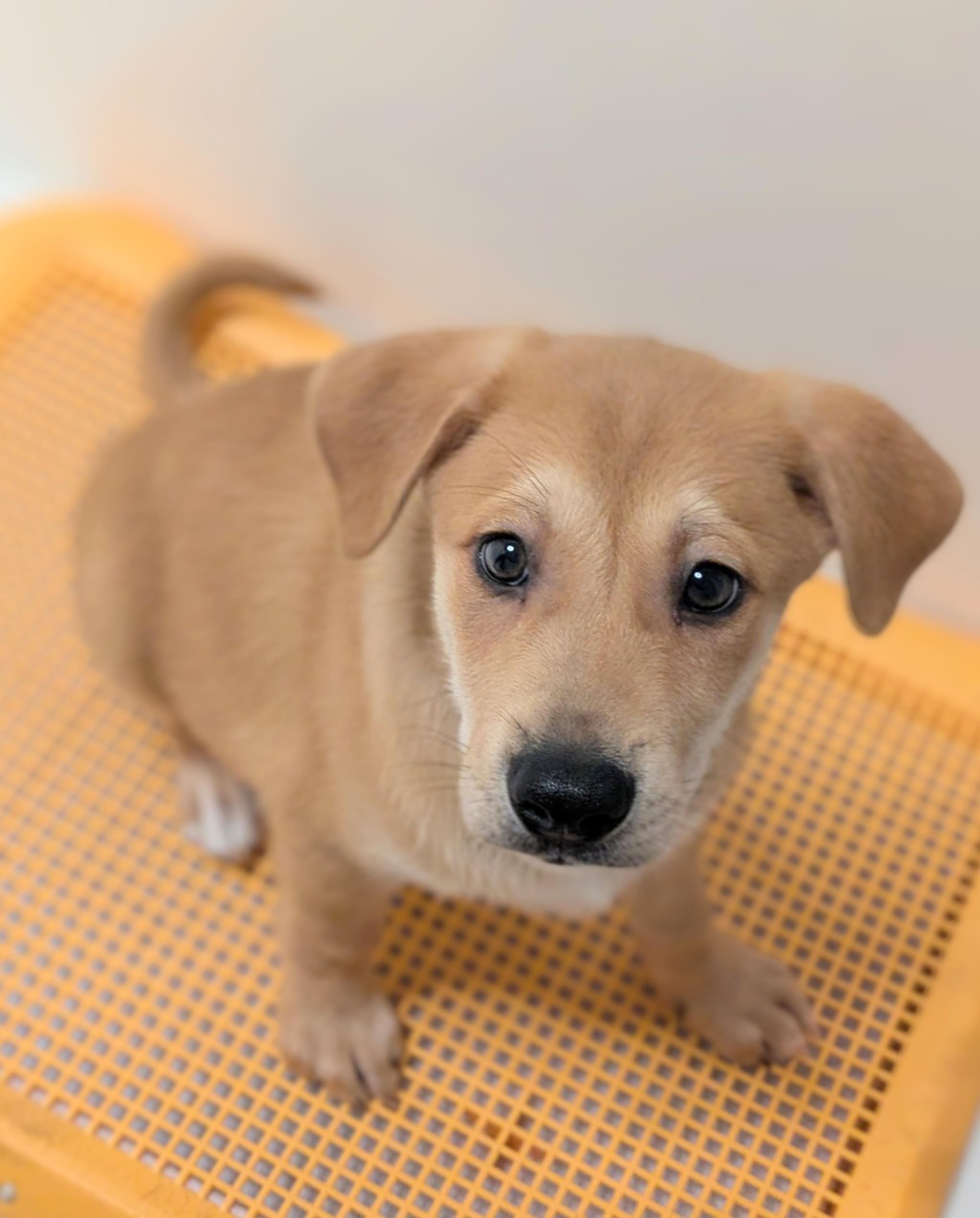 pet-image-2