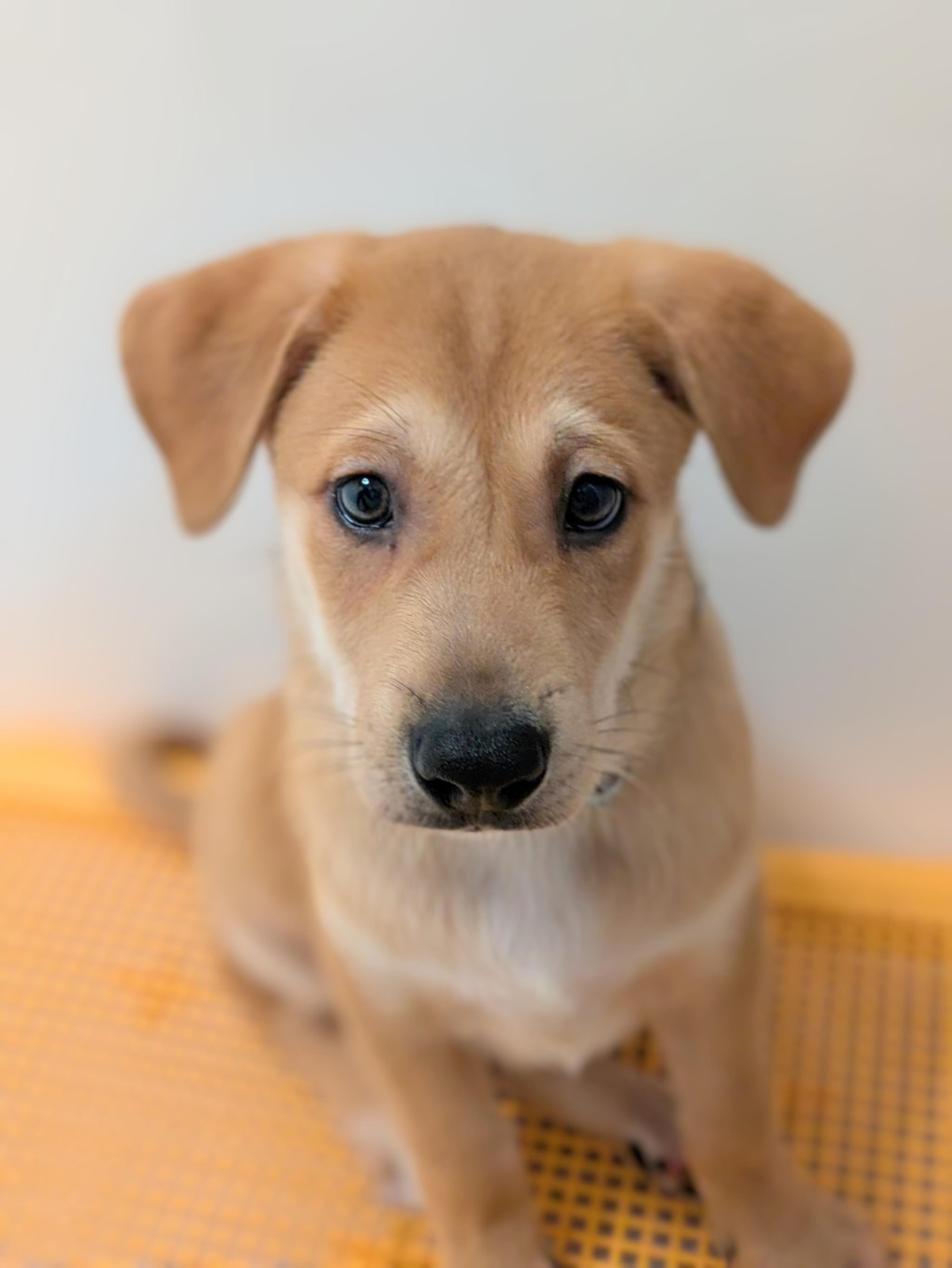 pet-image-5