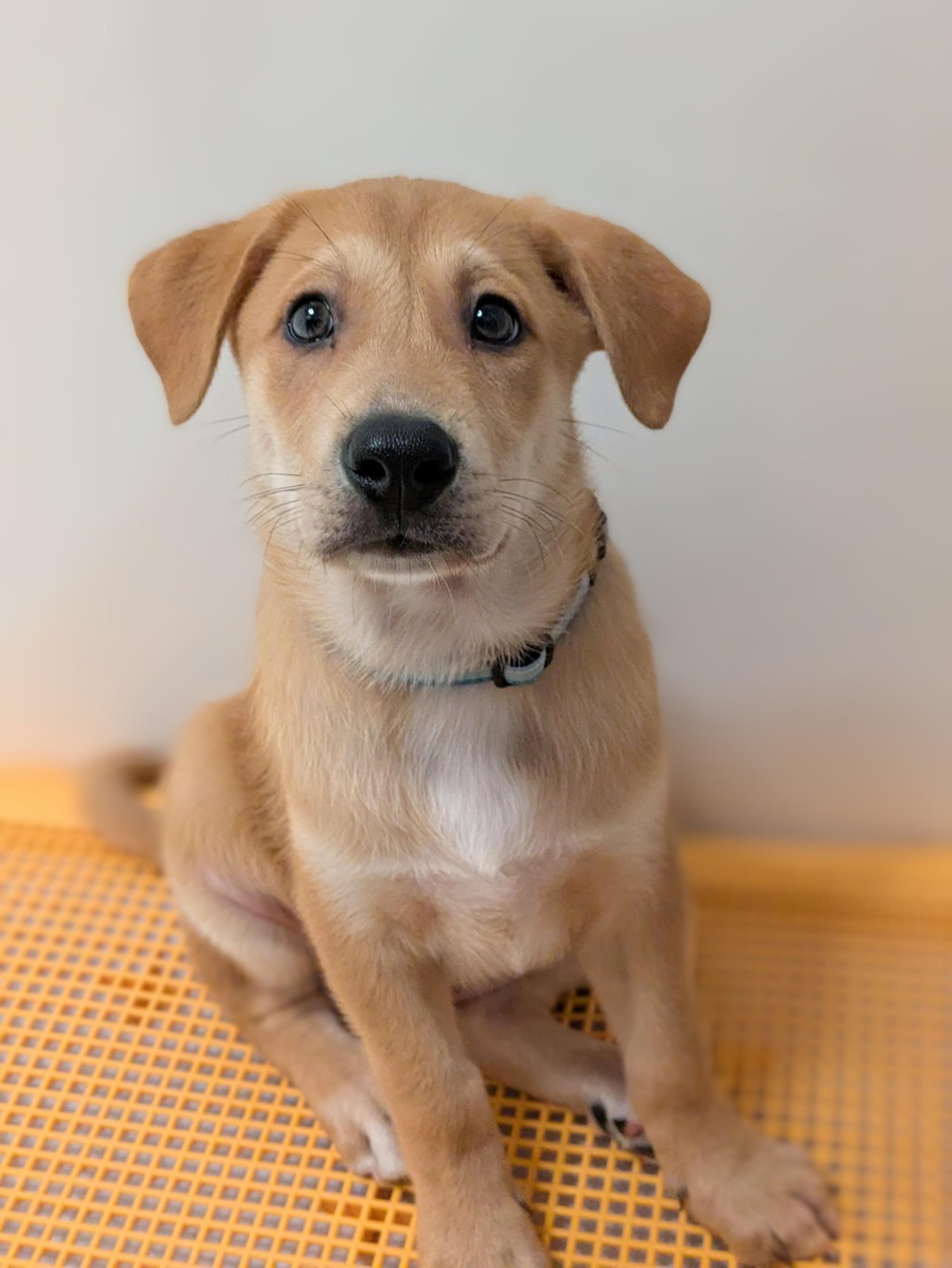 pet-image-4