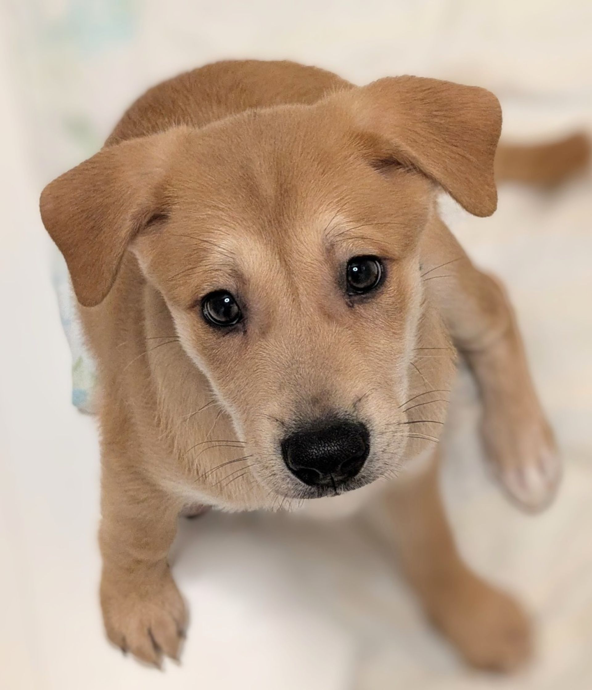 雑種（ミックス犬）・オスの里親募集の写真